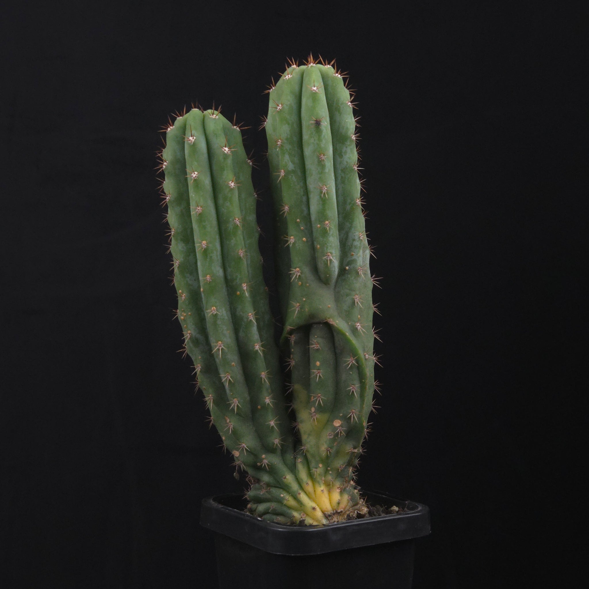 Trichocereus pachanoi cristata variegata (One-Off)