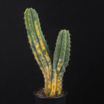 Trichocereus pachanoi monstrosa variegata (One-Off)