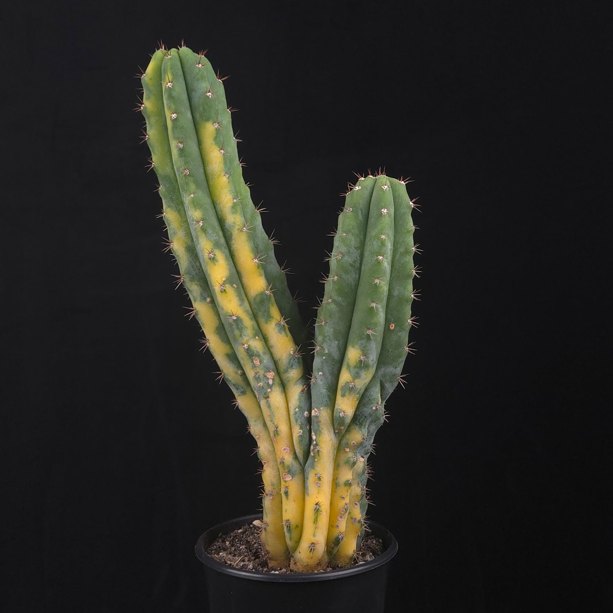 Trichocereus pachanoi cristata variegata (One-Off)