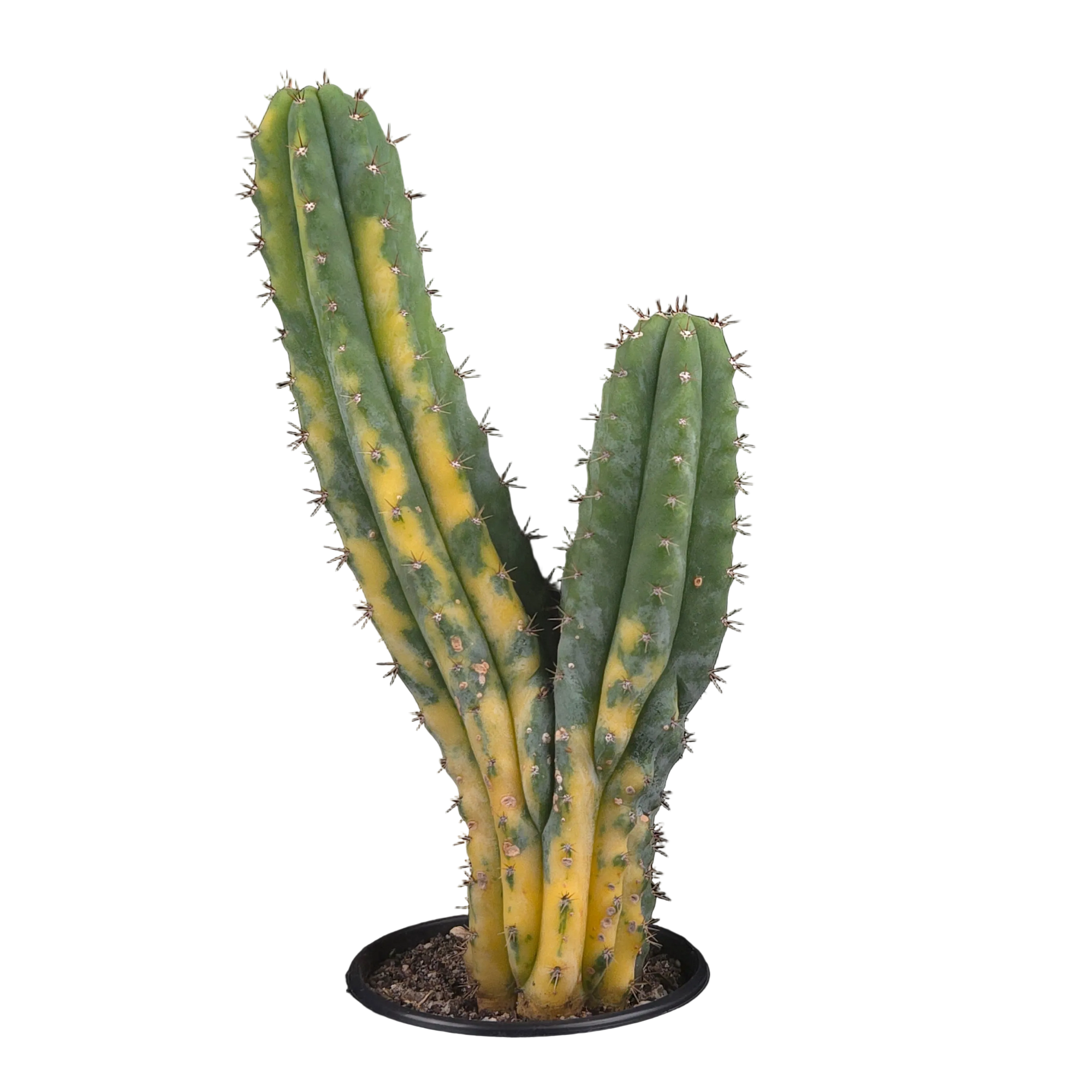 Trichocereus pachanoi monstrosa variegata (One-Off)