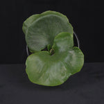 Platycerium wandae