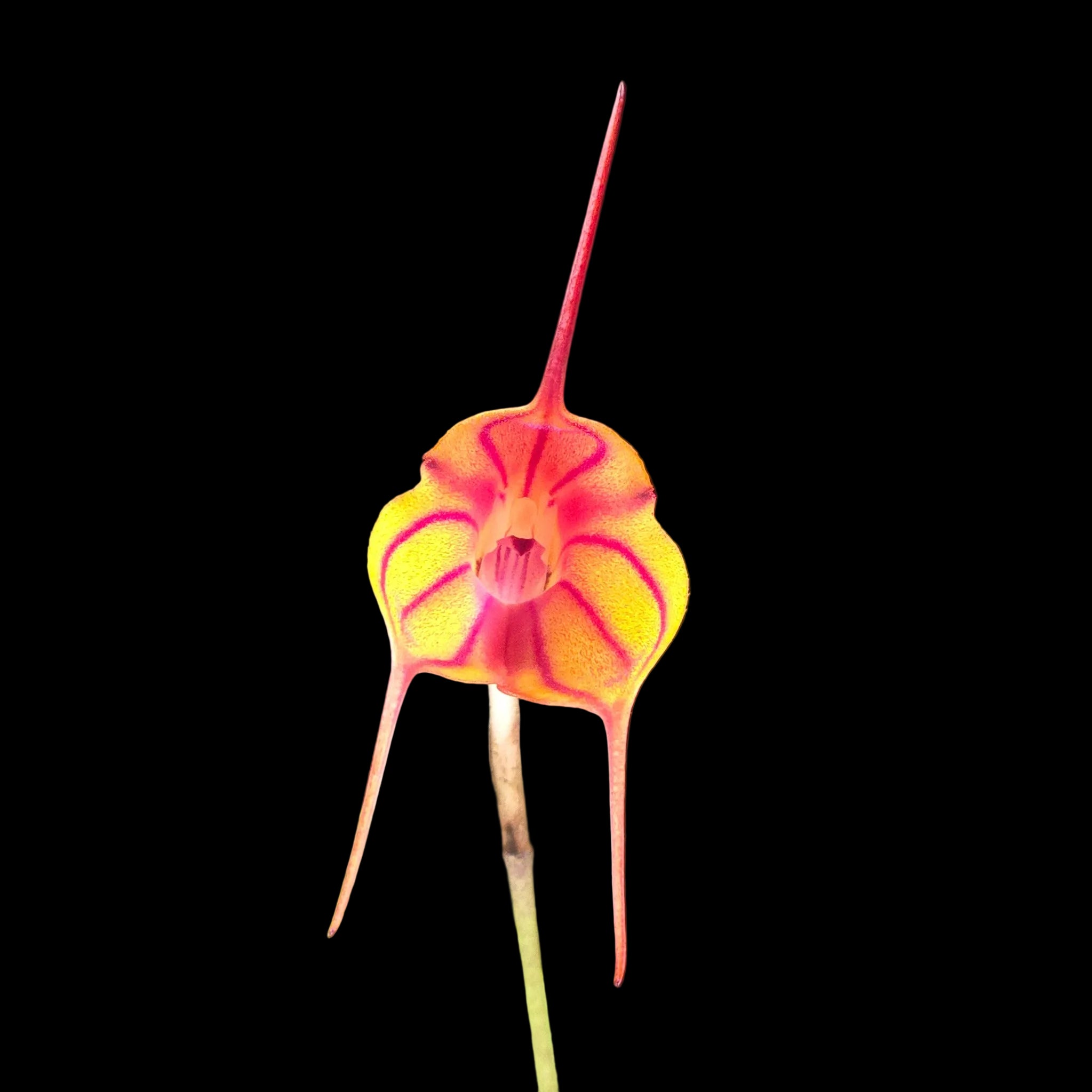 Masdevallia Southern Comfort 'Tiny Tiger'