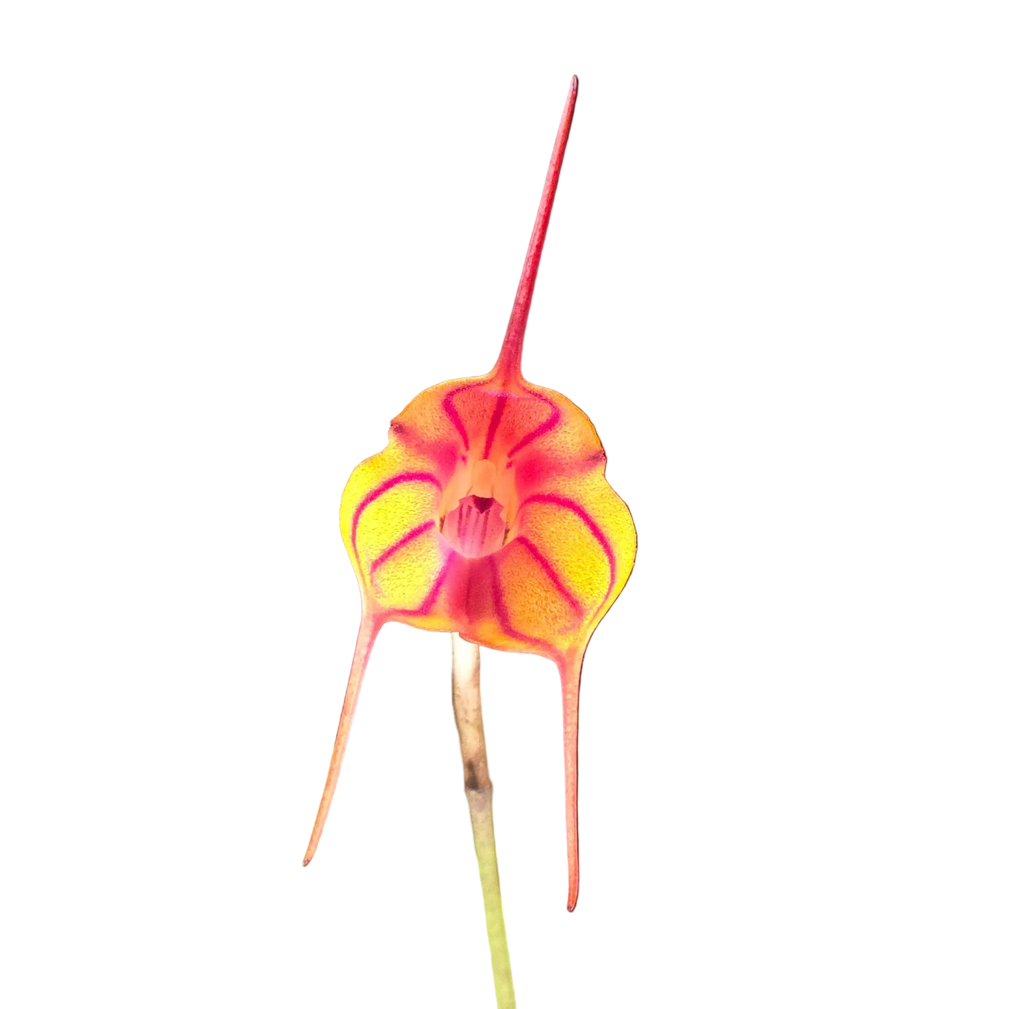 Masdevallia Southern Comfort 'Tiny Tiger'