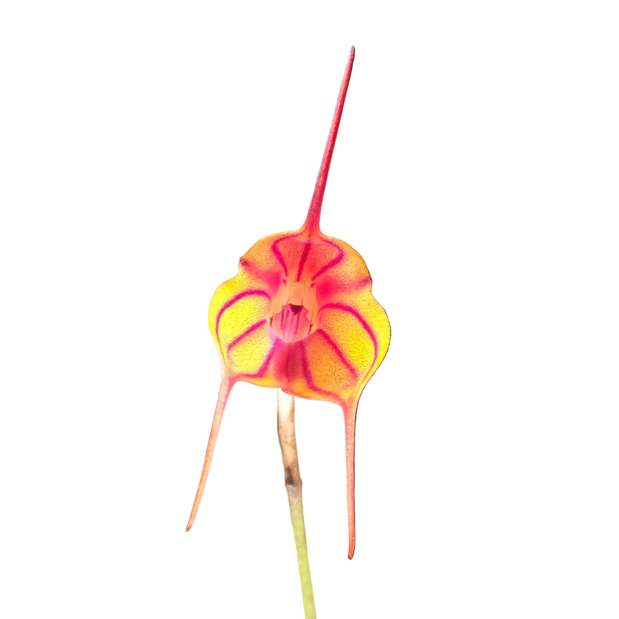 Masdevallia Southern Comfort 'Tiny Tiger'