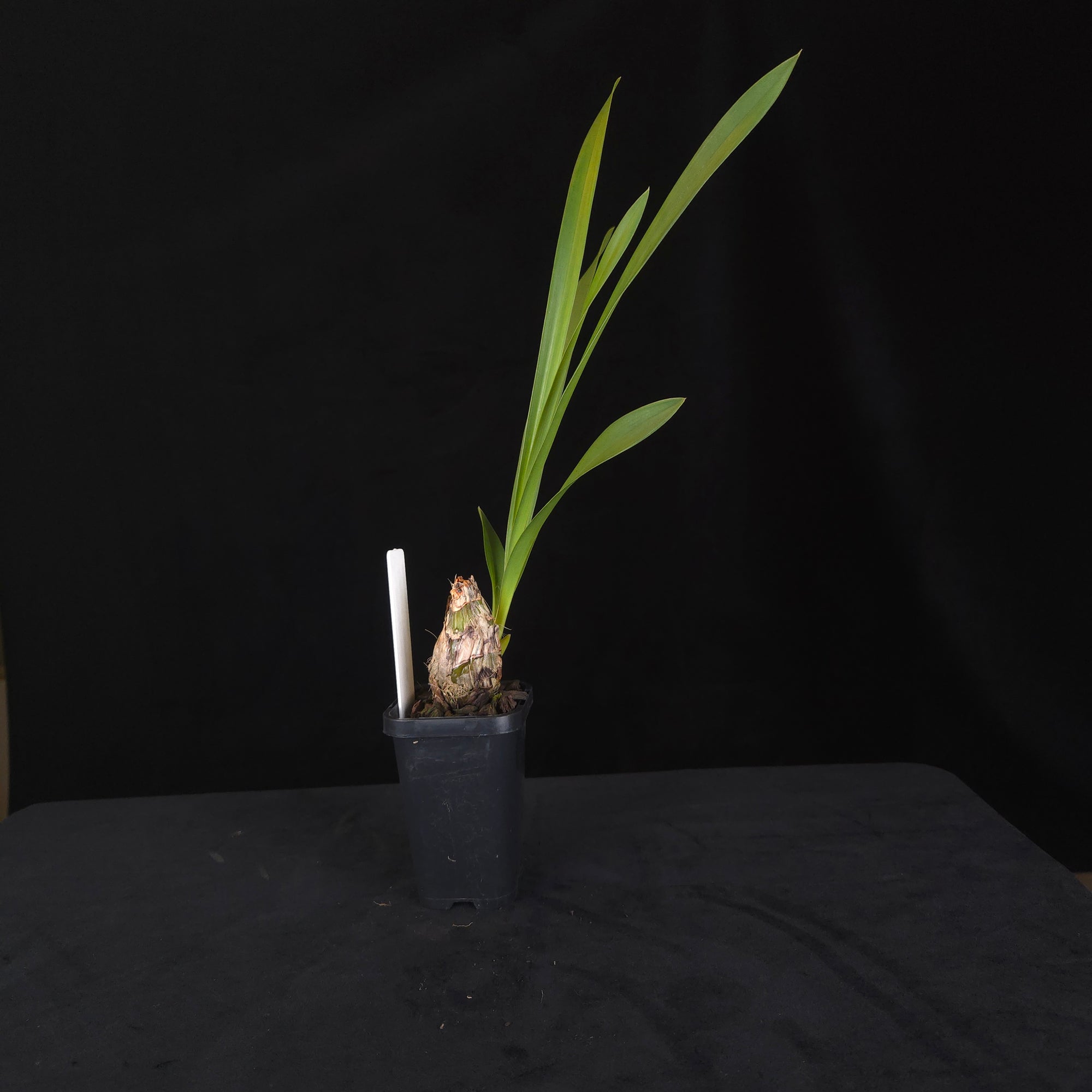 Cymbidium Bulbarrow ‘Lazy Possum’