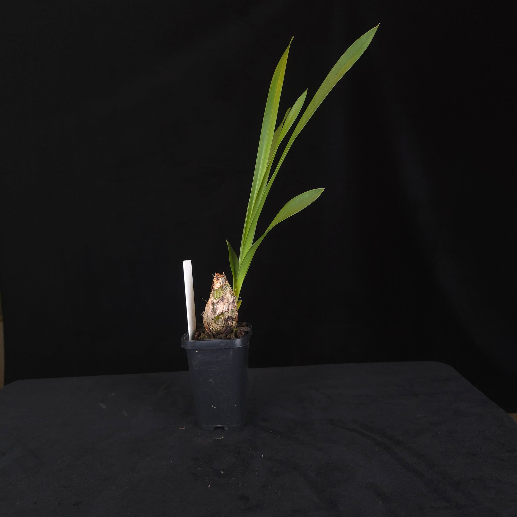 Cymbidium Bulbarrow ‘Lazy Possum’