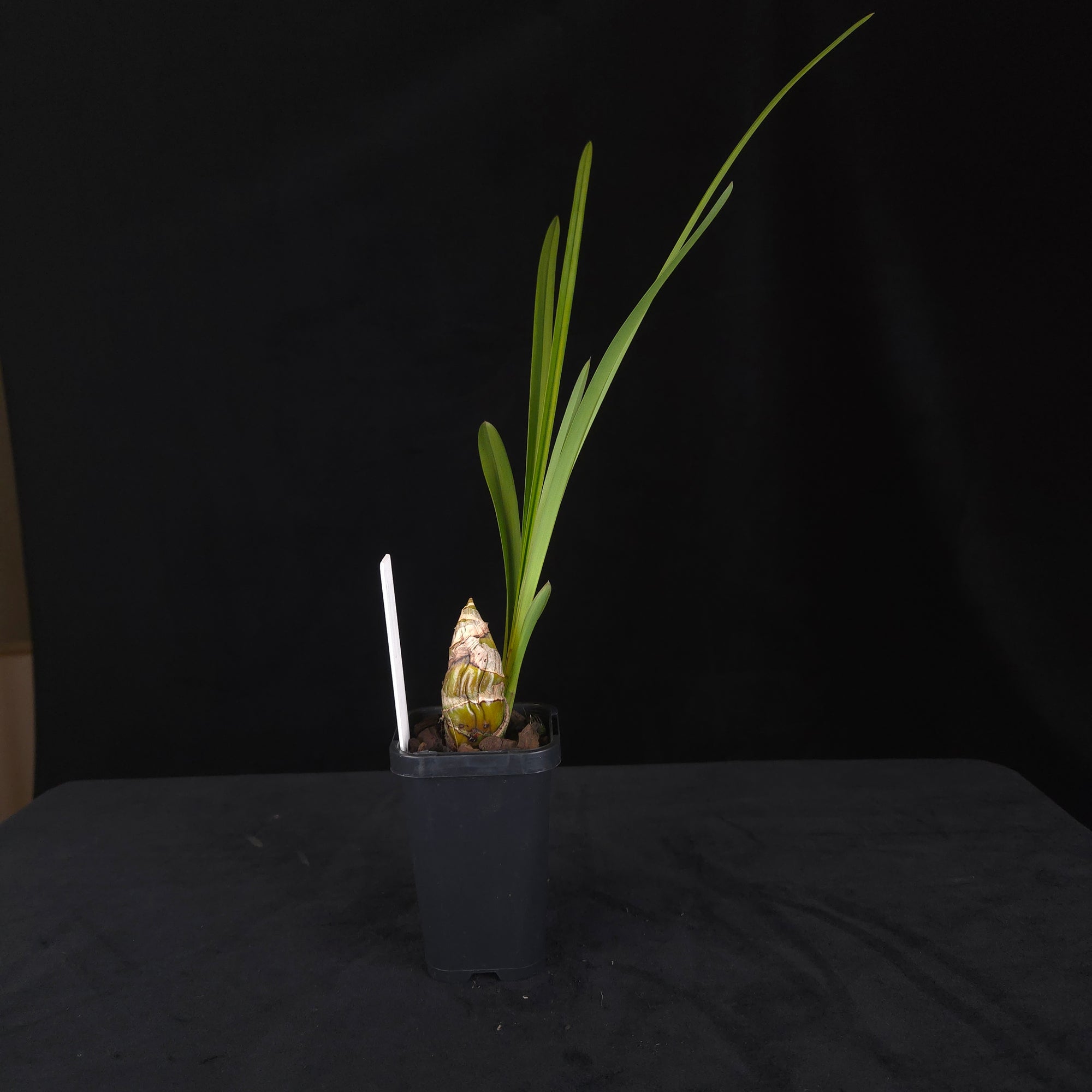 Cymbidium Peppers Fire 'Fiesta'