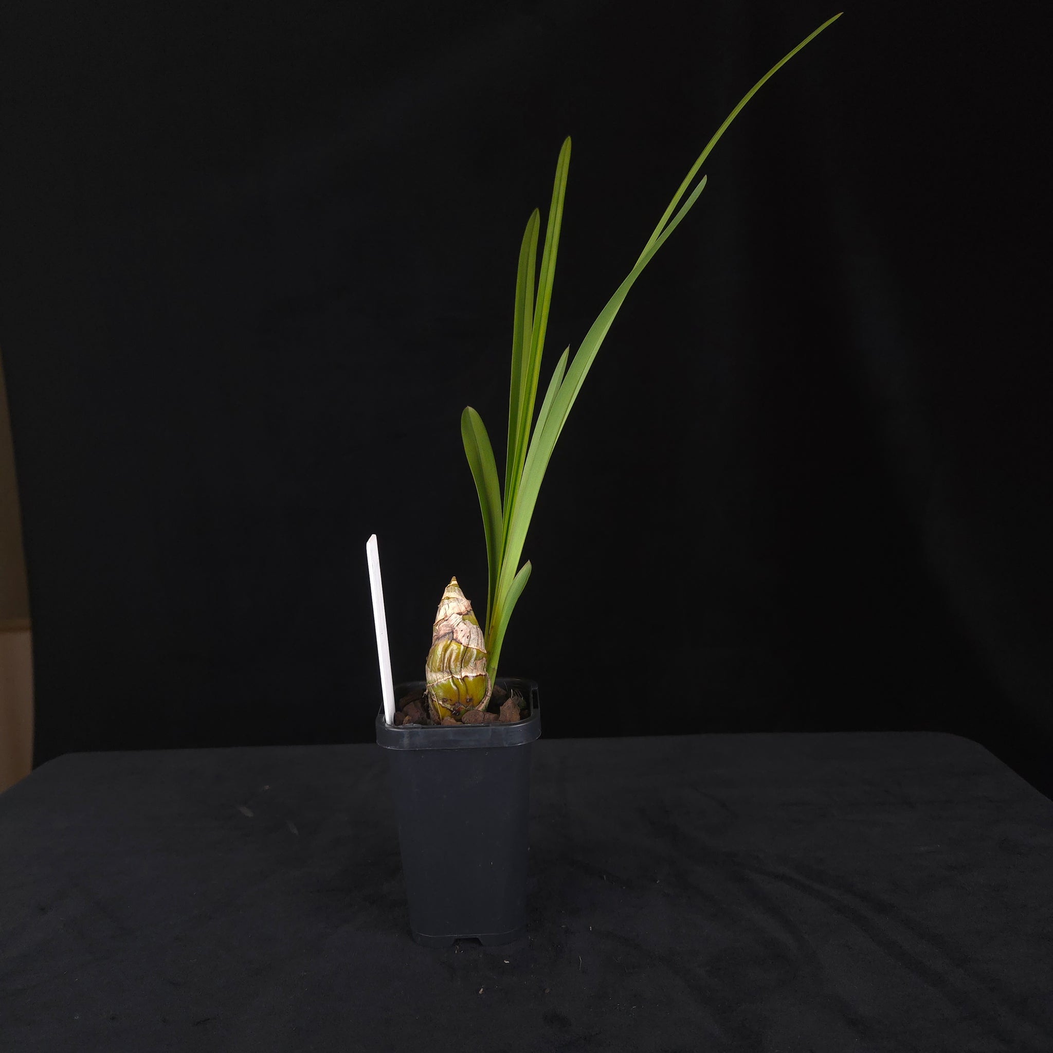 Cymbidium Peppers Fire 'Fiesta'
