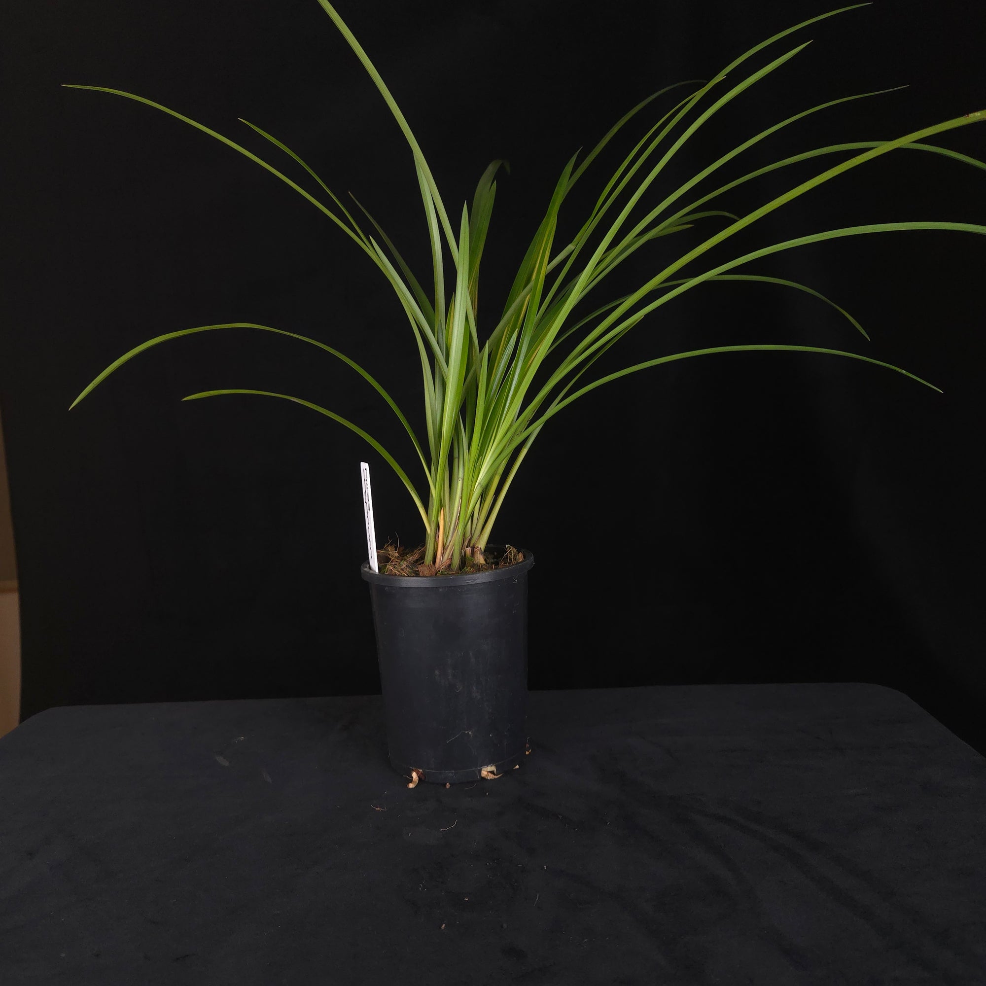 Cymbidium dayanum