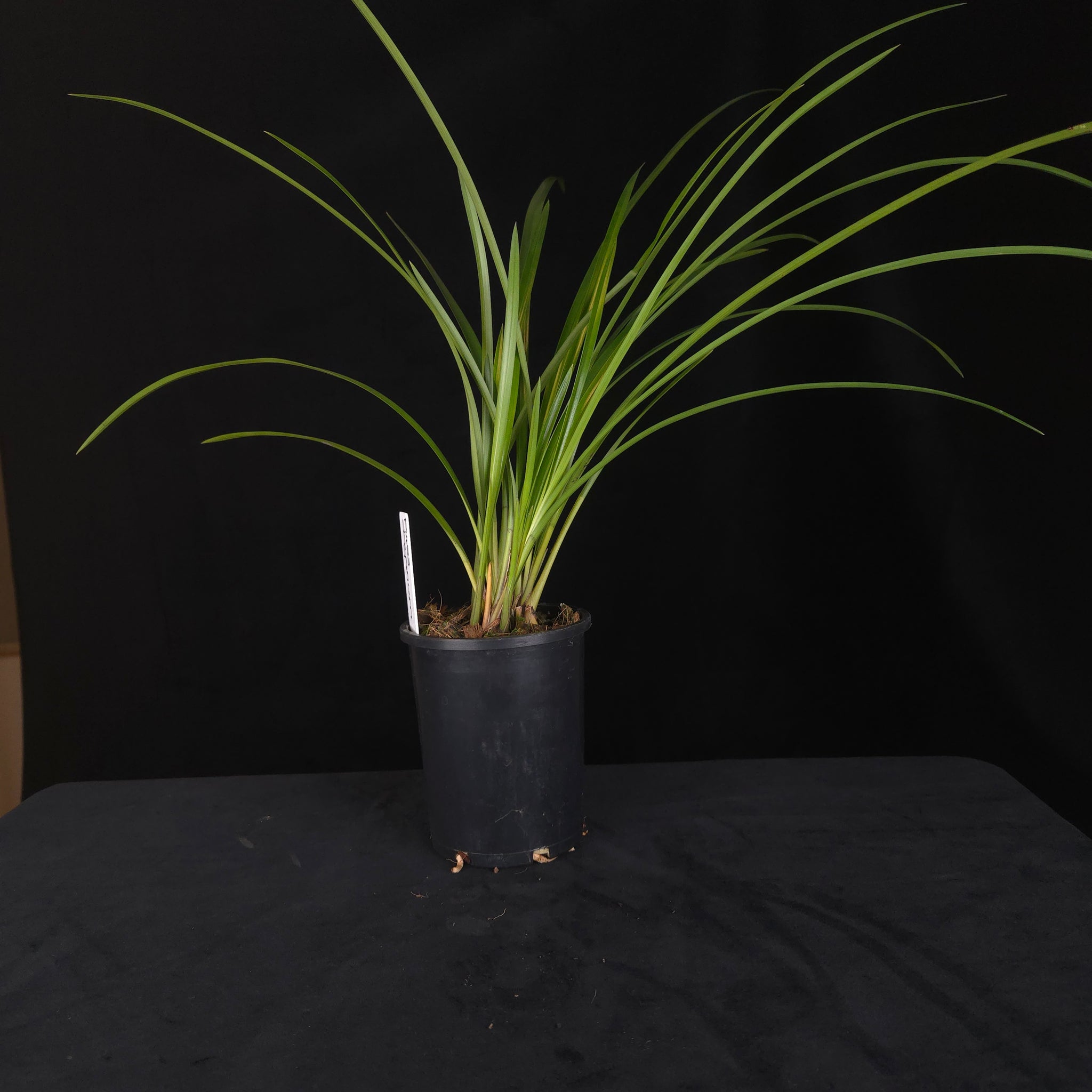 Cymbidium dayanum