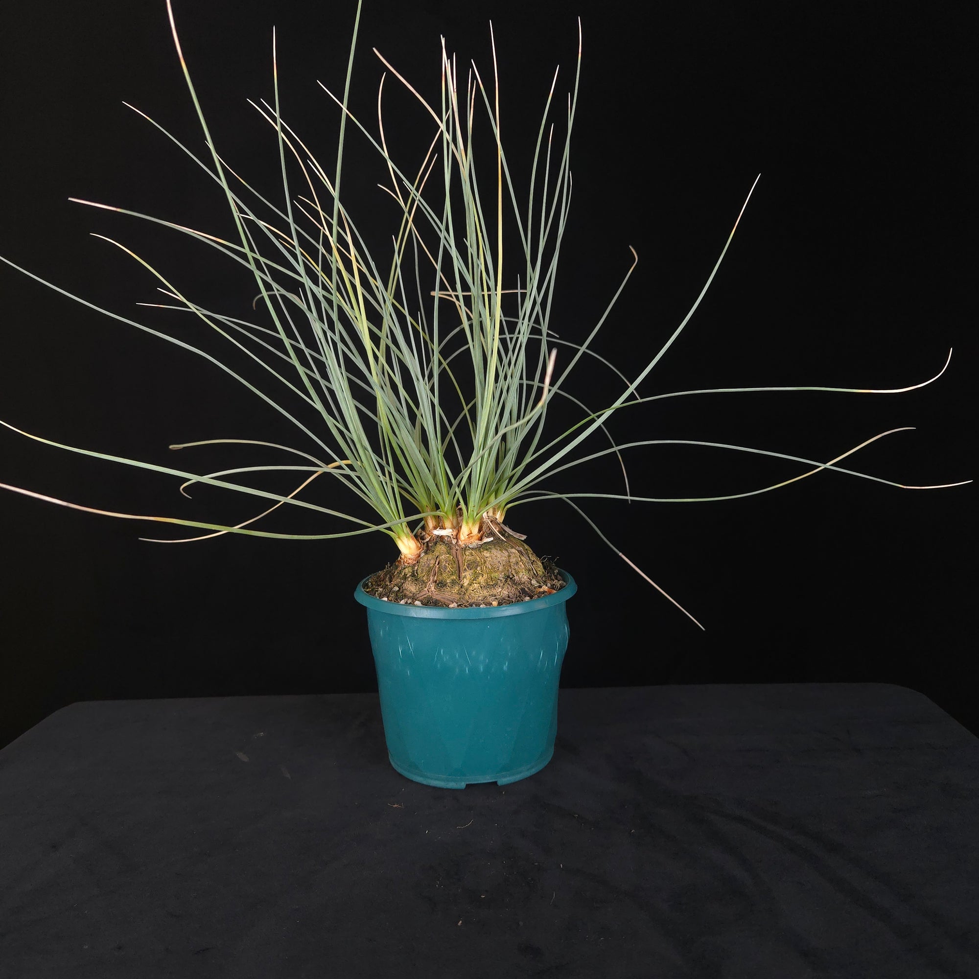 Calibanus hookeri – Caudiciform Collector Plant (One-Off Specimens)