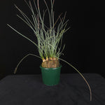 Calibanus hookeri – Caudiciform Collector Plant (One-Off Specimens)