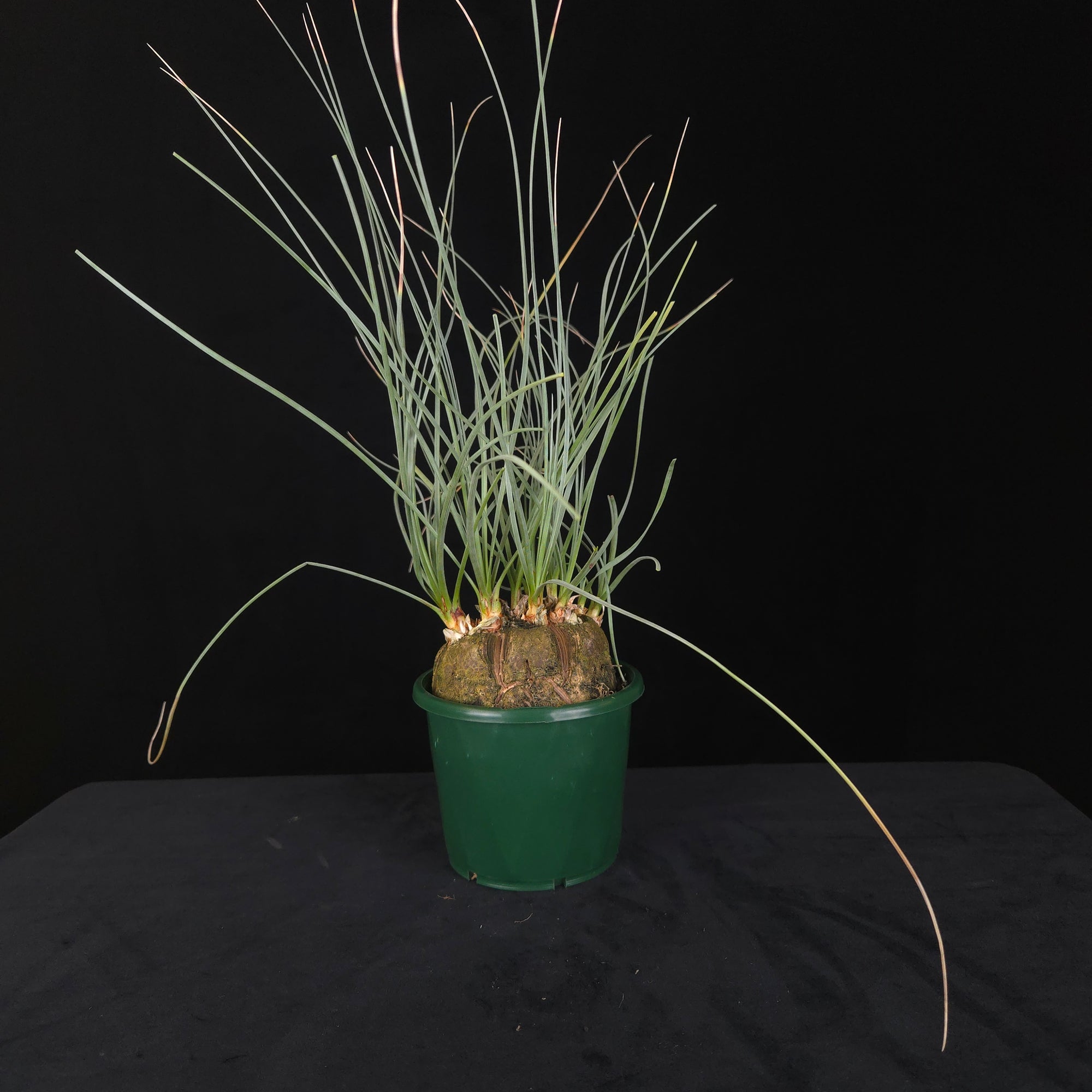 Calibanus hookeri – Caudiciform Collector Plant (One-Off Specimens)