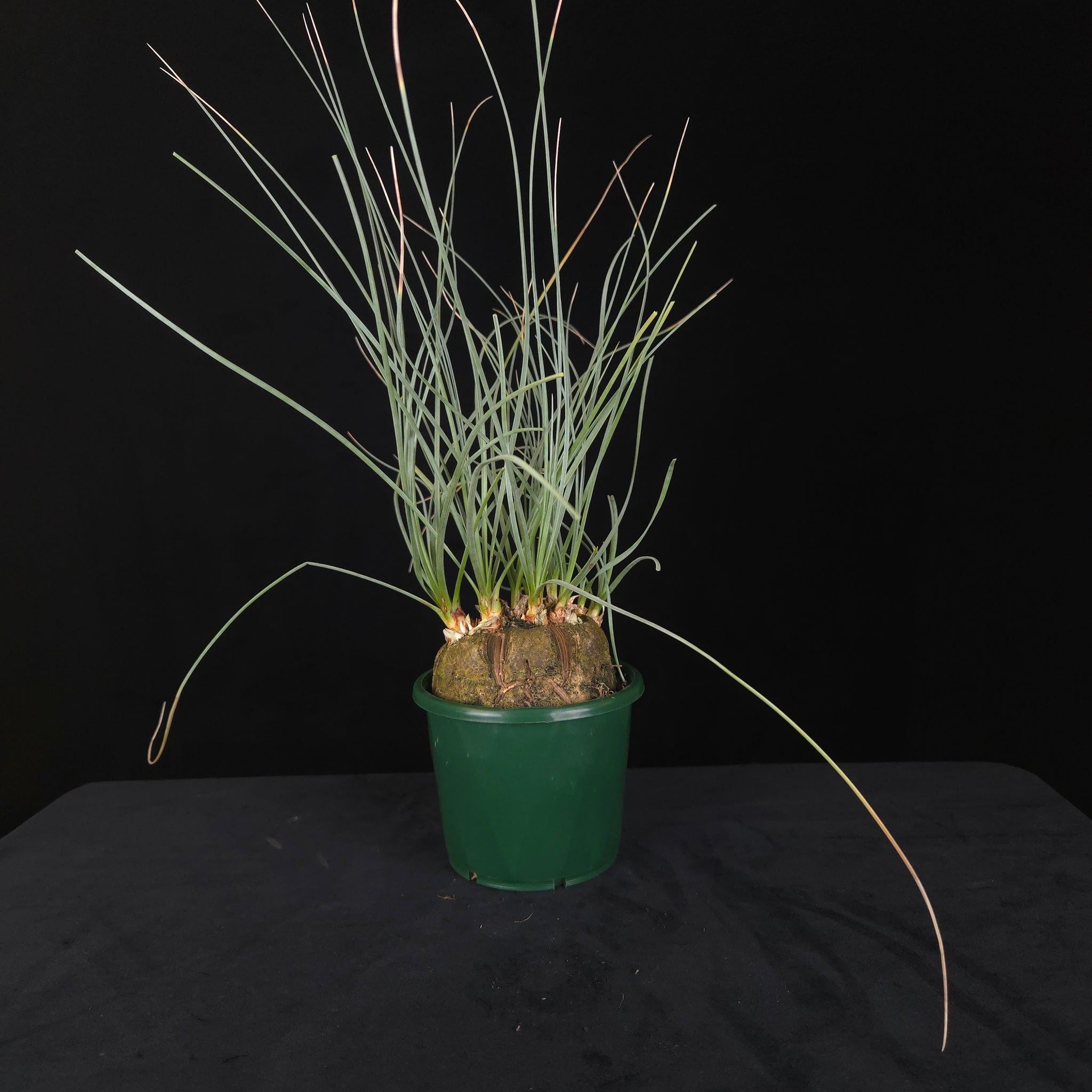 Calibanus hookeri – Caudiciform Collector Plant (One-Off Specimens)
