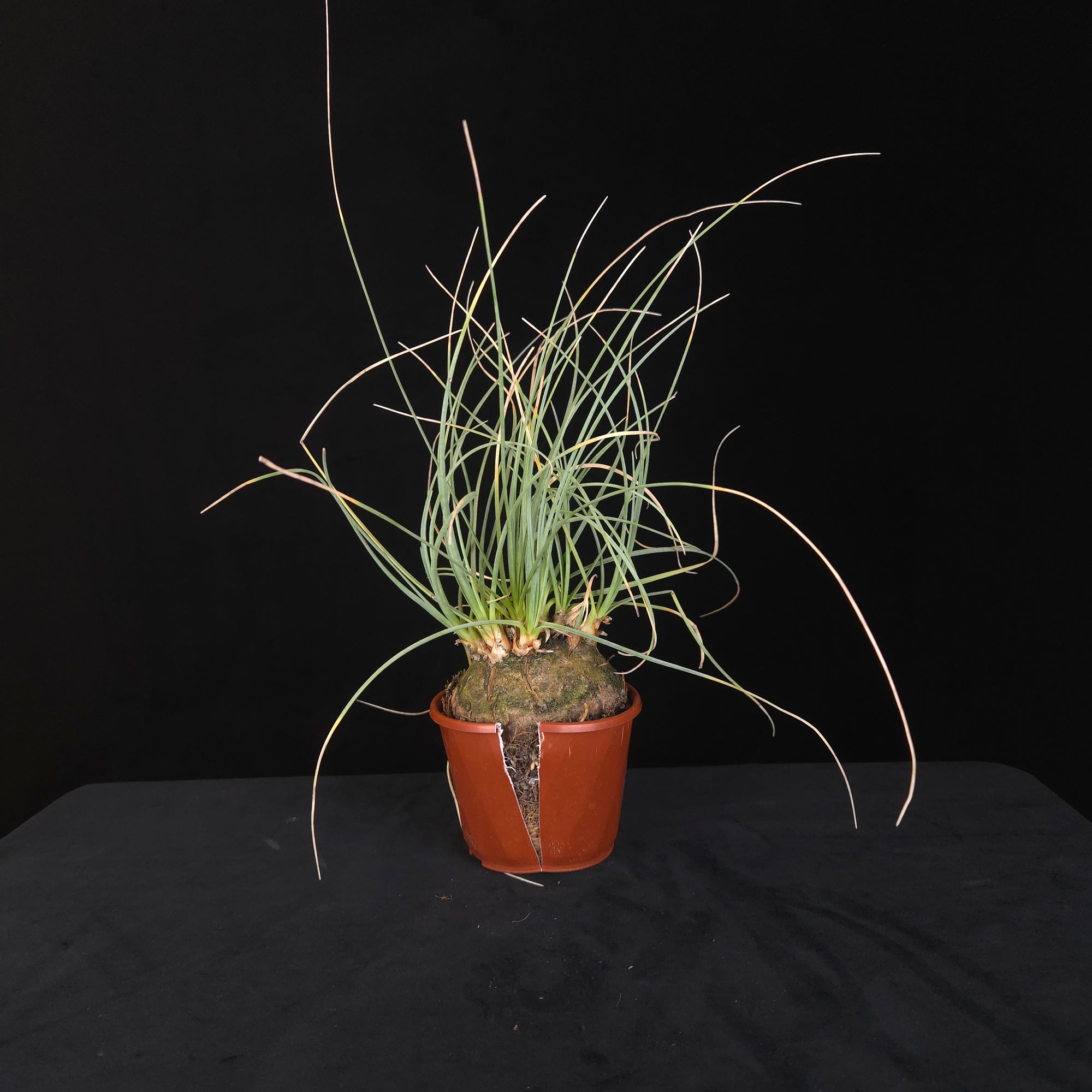 Calibanus hookeri – Caudiciform Collector Plant (One-Off Specimens)