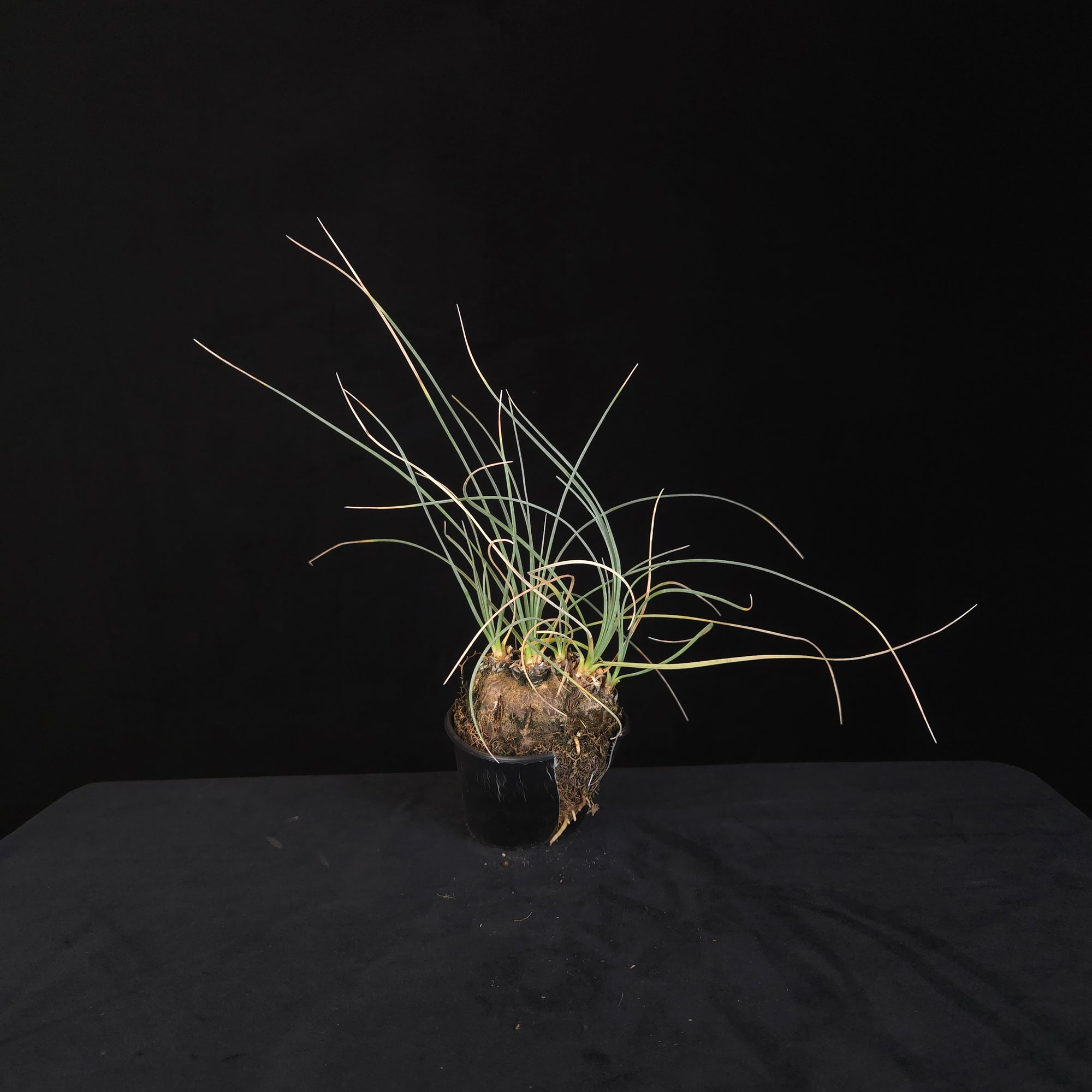 Calibanus hookeri – Caudiciform Collector Plant (One-Off Specimens)