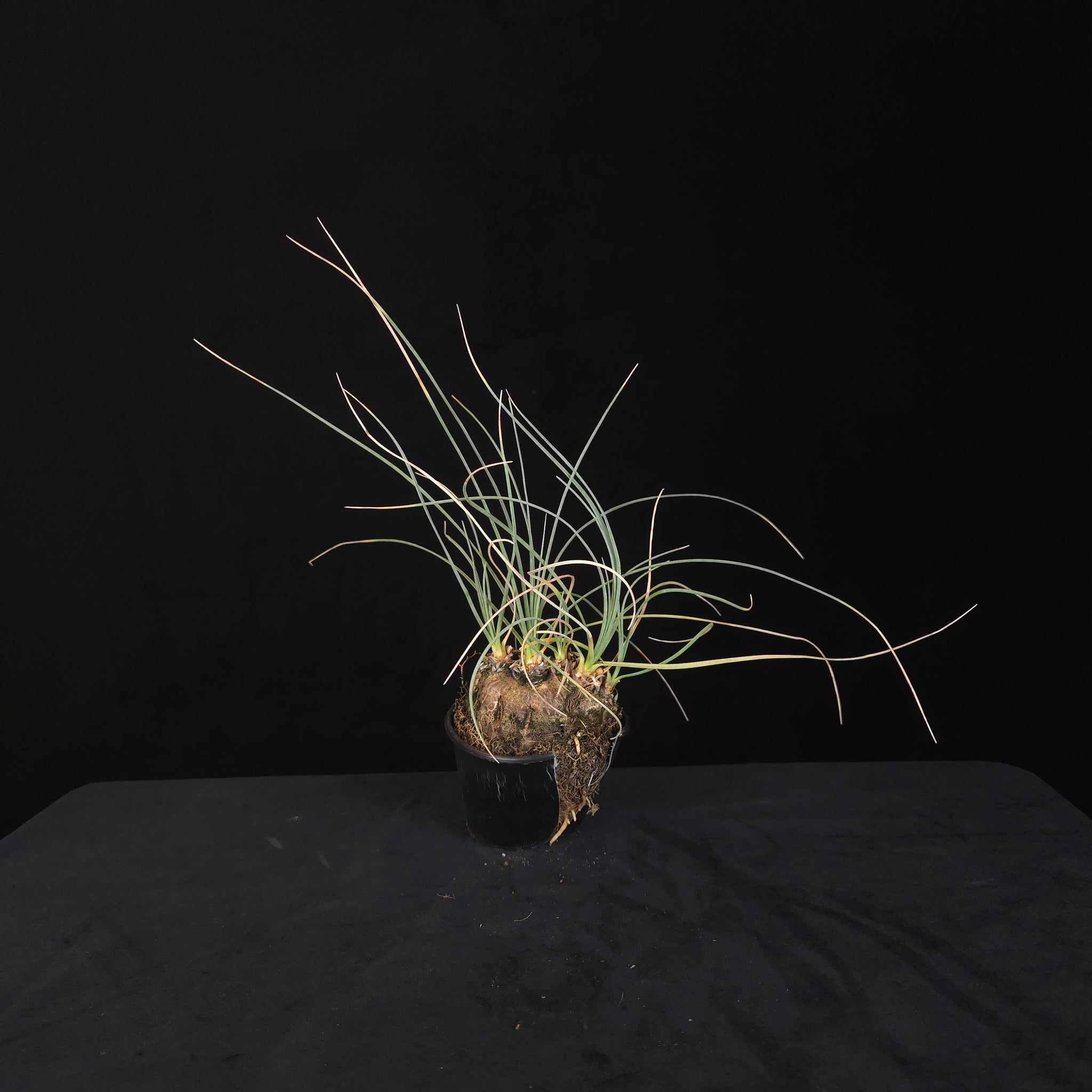 Calibanus hookeri – Caudiciform Collector Plant (One-Off Specimens)