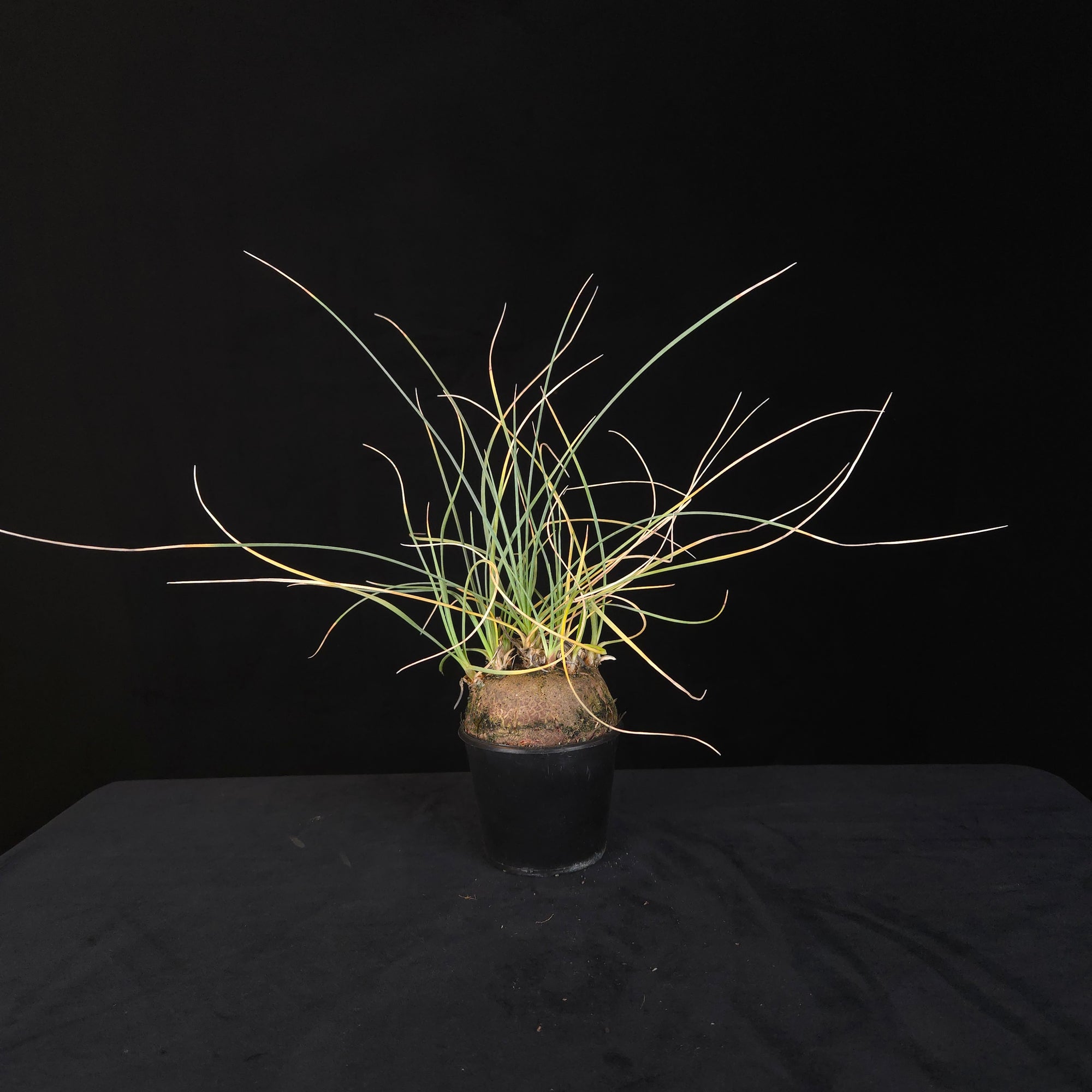Calibanus hookeri – Caudiciform Collector Plant (One-Off Specimens)