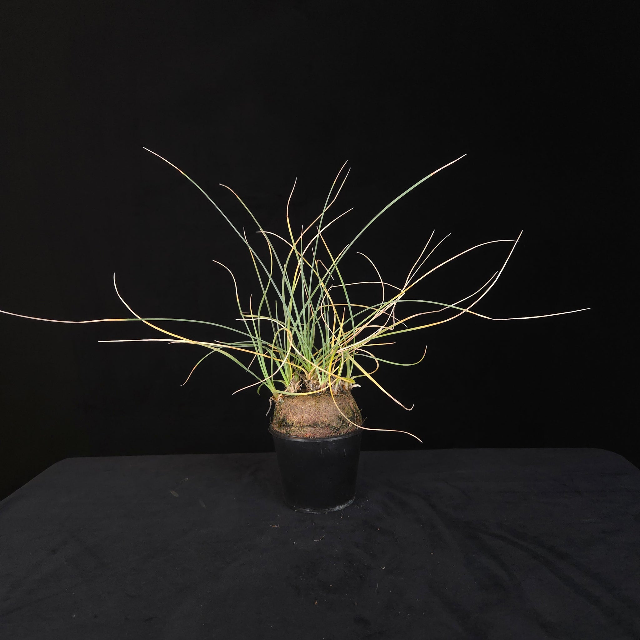 Calibanus hookeri – Caudiciform Collector Plant (One-Off Specimens)