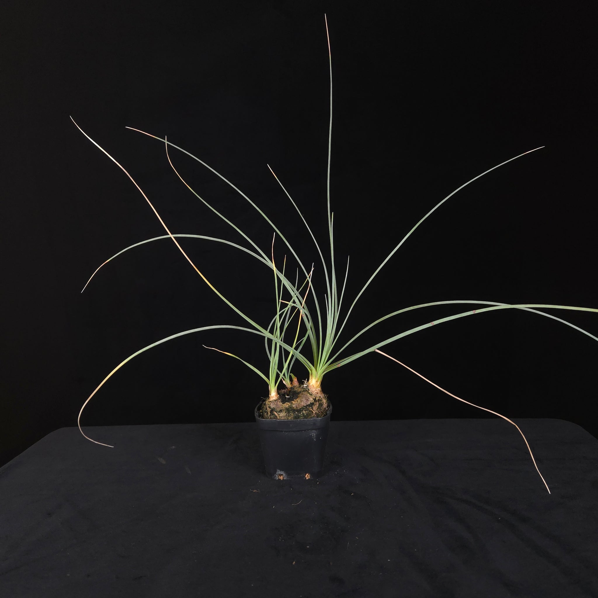 Calibanus hookeri – Caudiciform Collector Plant (One-Off Specimens)