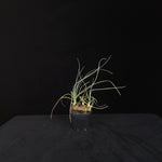 Calibanus hookeri – Caudiciform Collector Plant (One-Off Specimens)