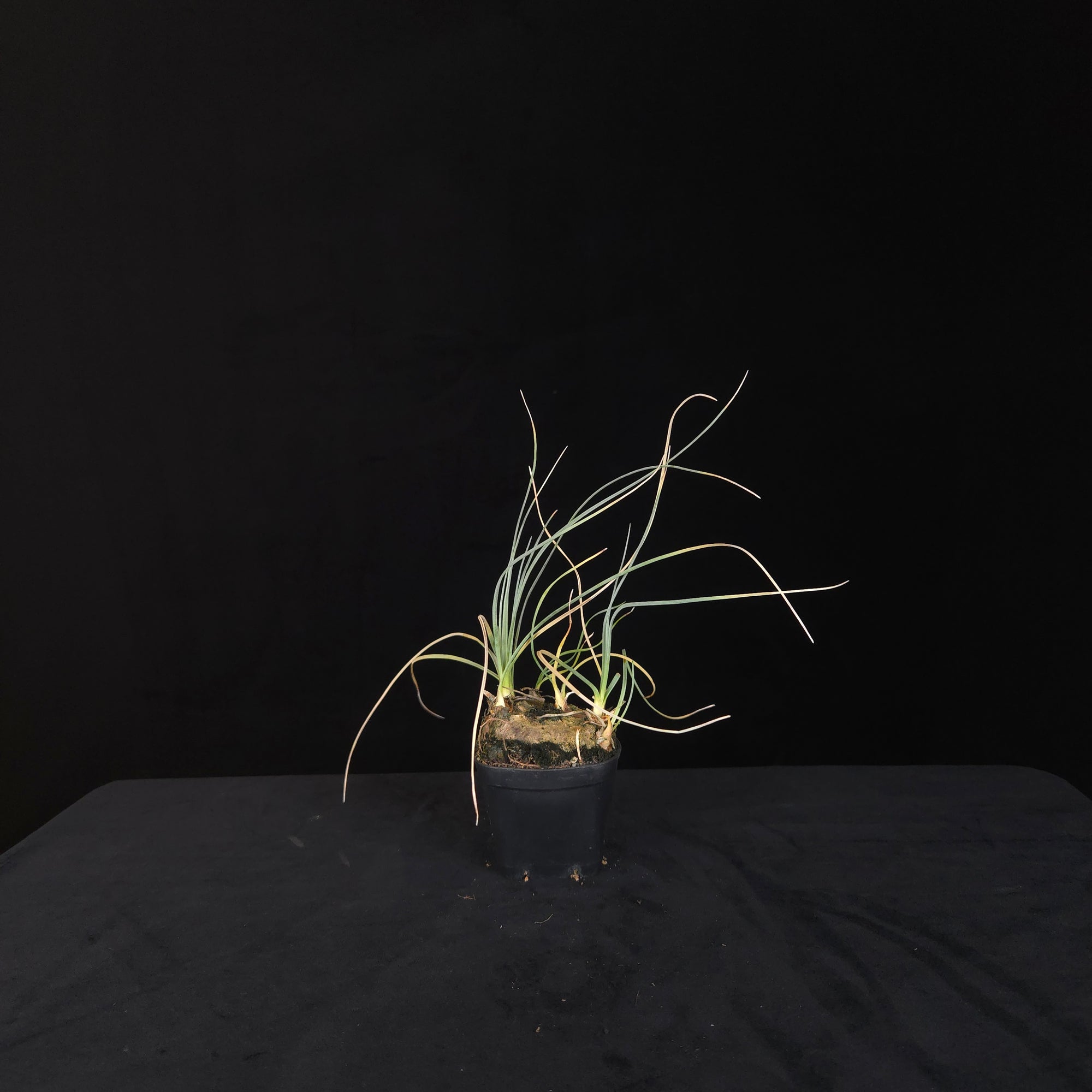 Calibanus hookeri – Caudiciform Collector Plant (One-Off Specimens)