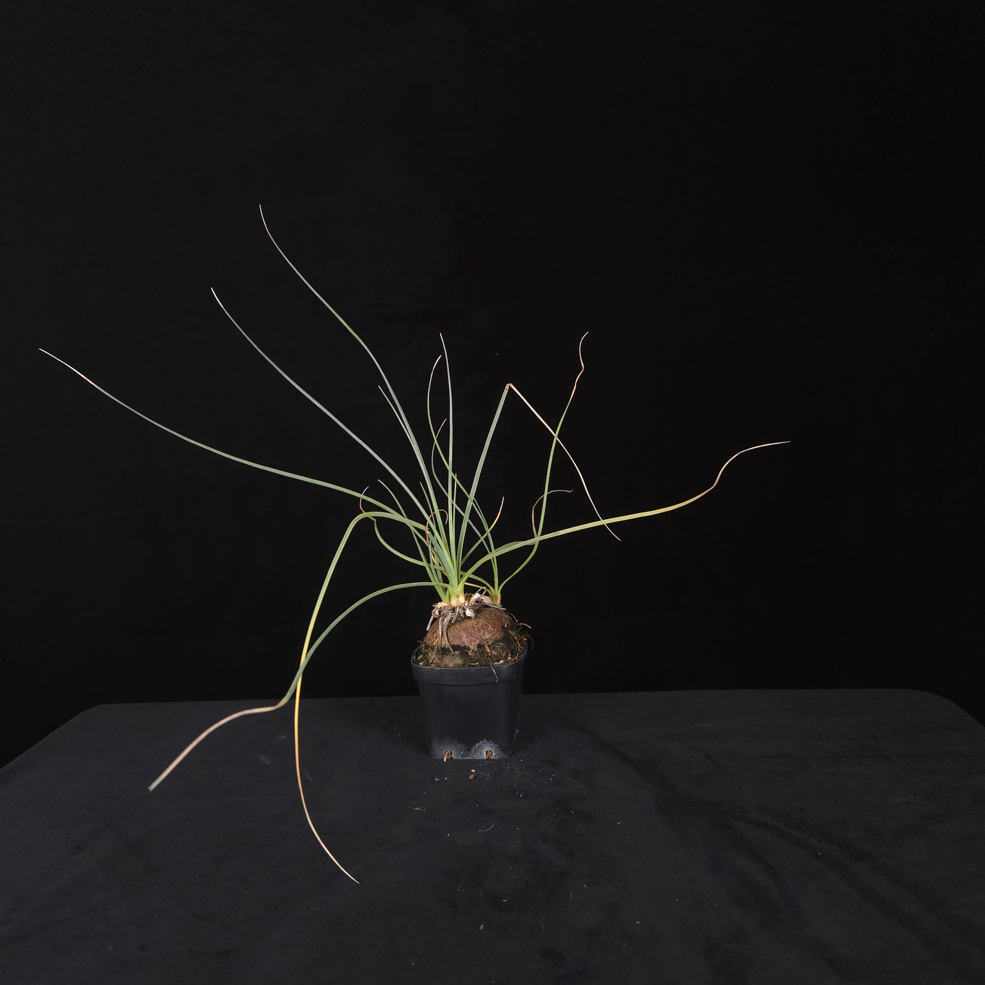 Calibanus hookeri – Caudiciform Collector Plant (One-Off Specimens)