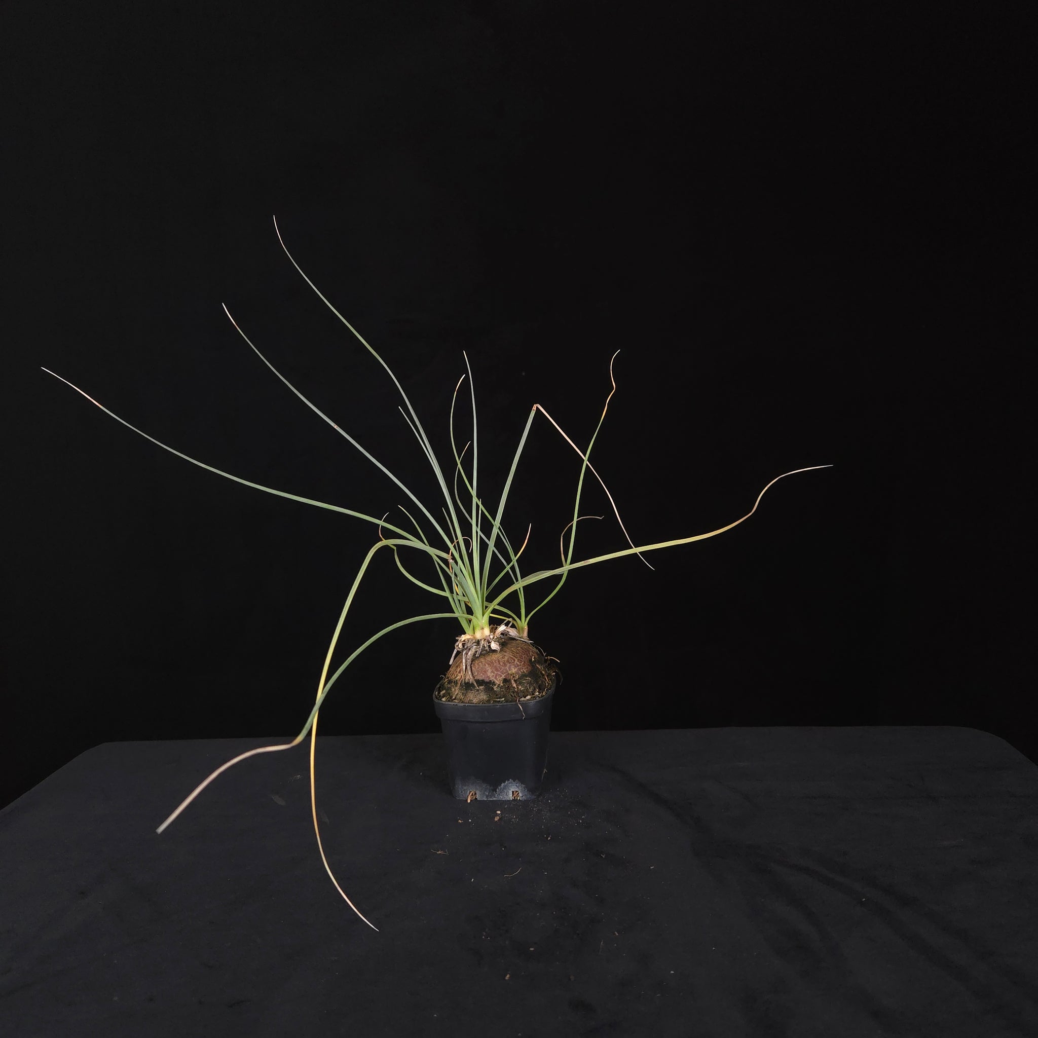 Calibanus hookeri – Caudiciform Collector Plant (One-Off Specimens)