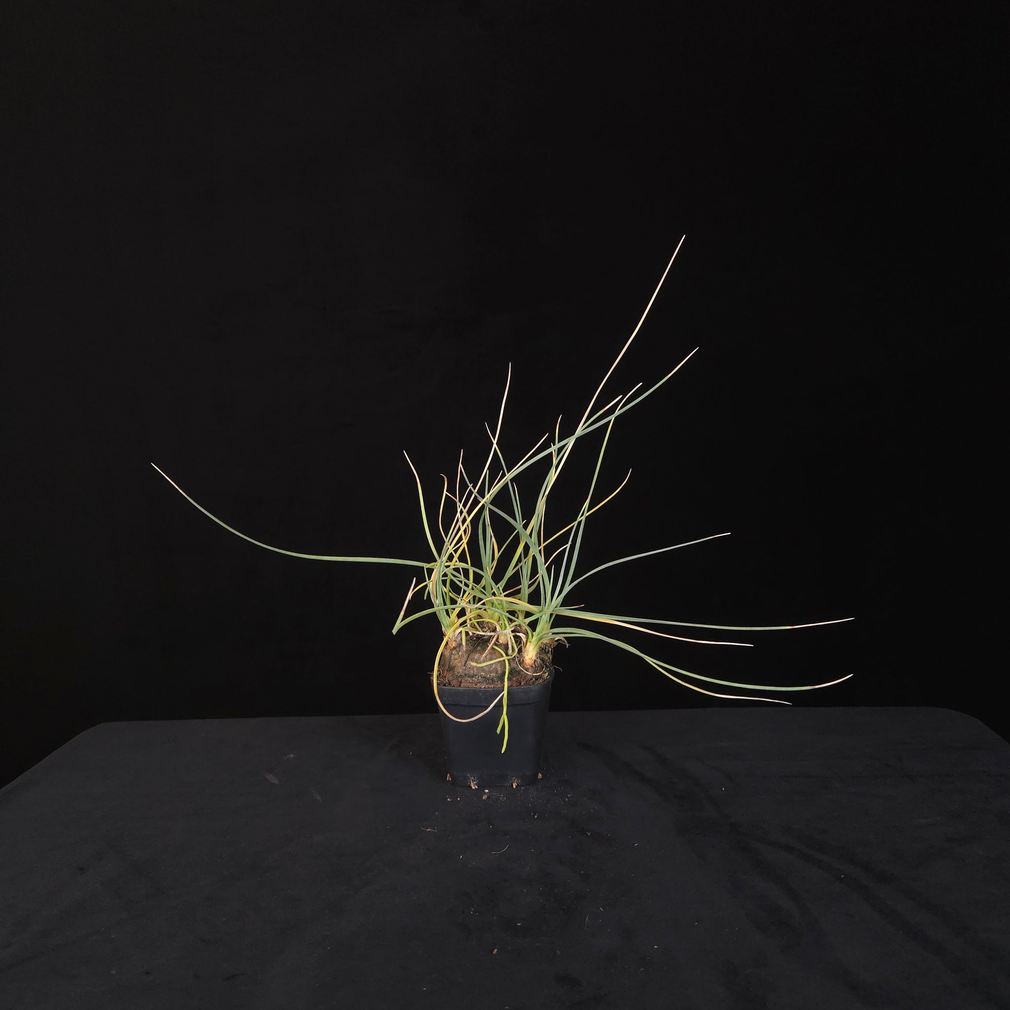 Calibanus hookeri – Caudiciform Collector Plant (One-Off Specimens)