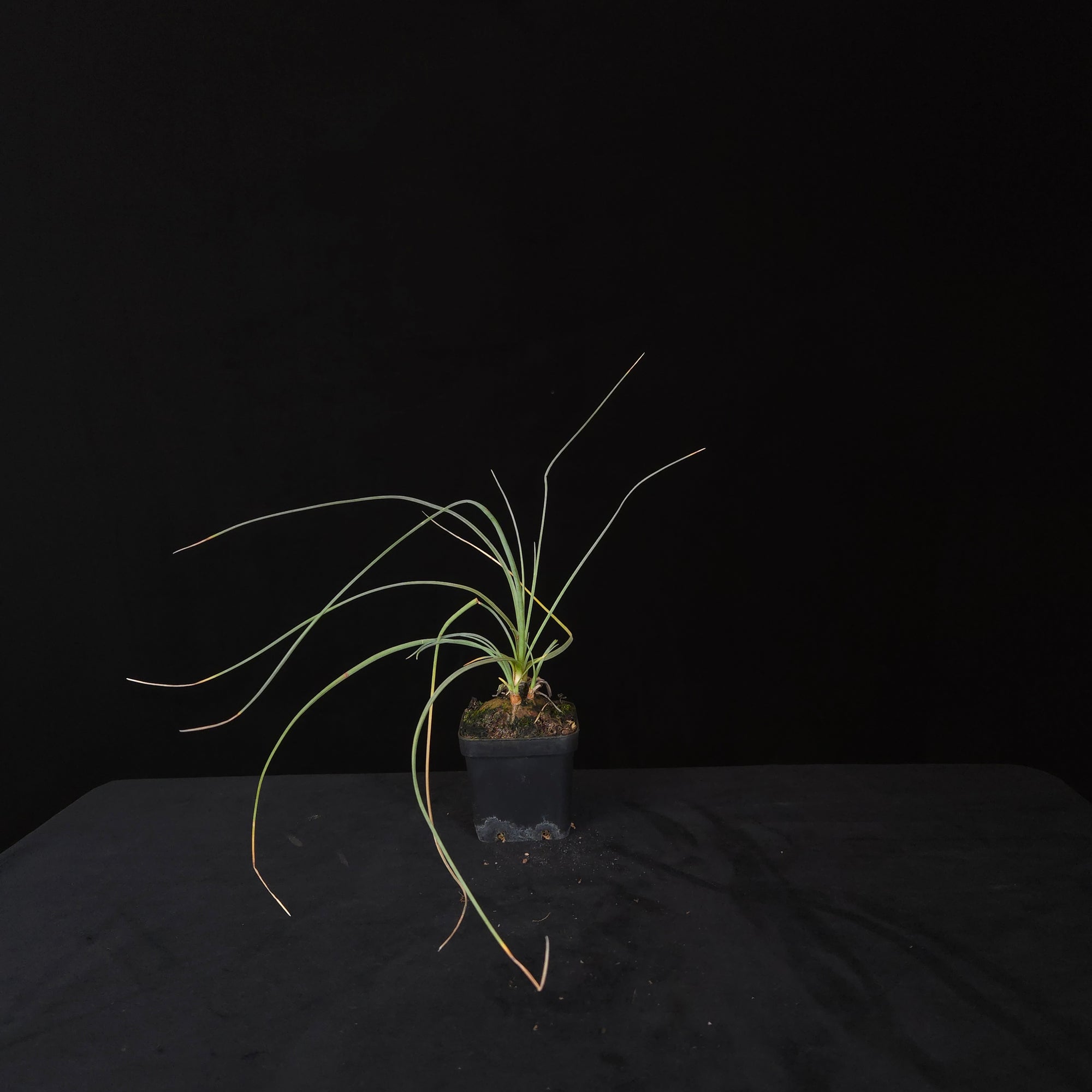 Calibanus hookeri – Caudiciform Collector Plant (One-Off Specimens)