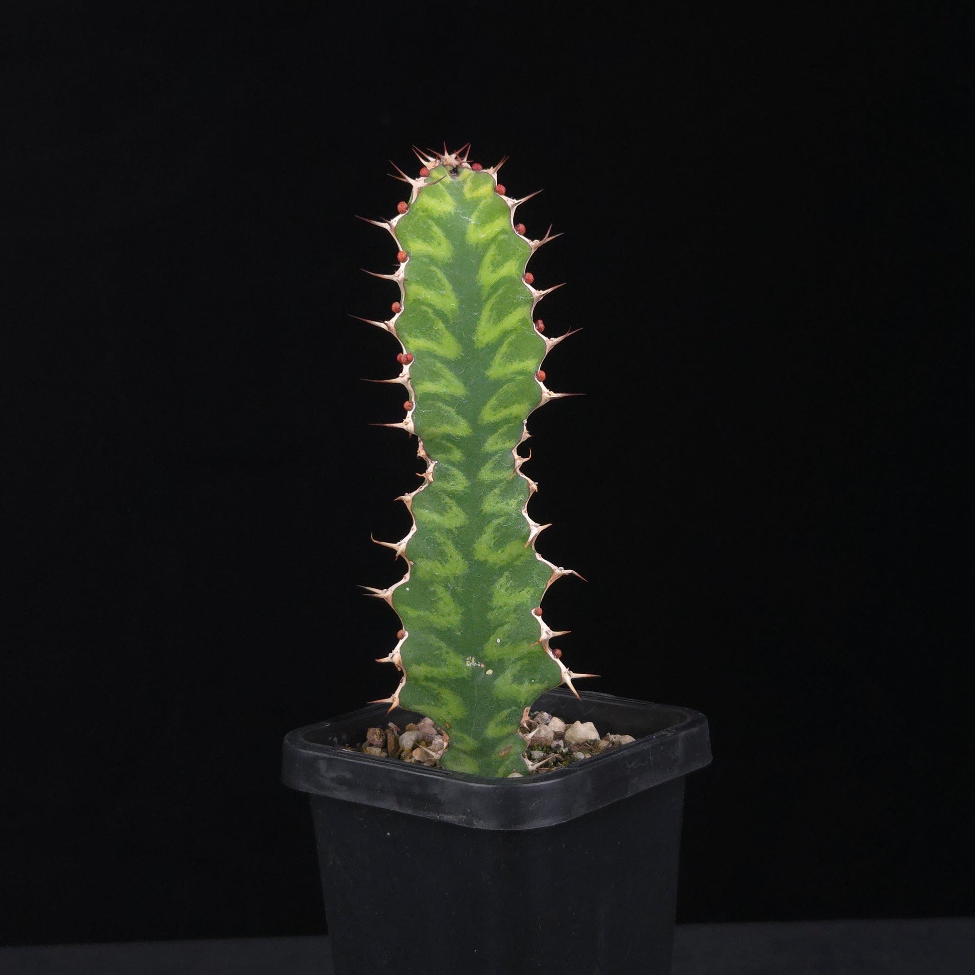 Euphorbia pseudocactus (WA Prohibited)