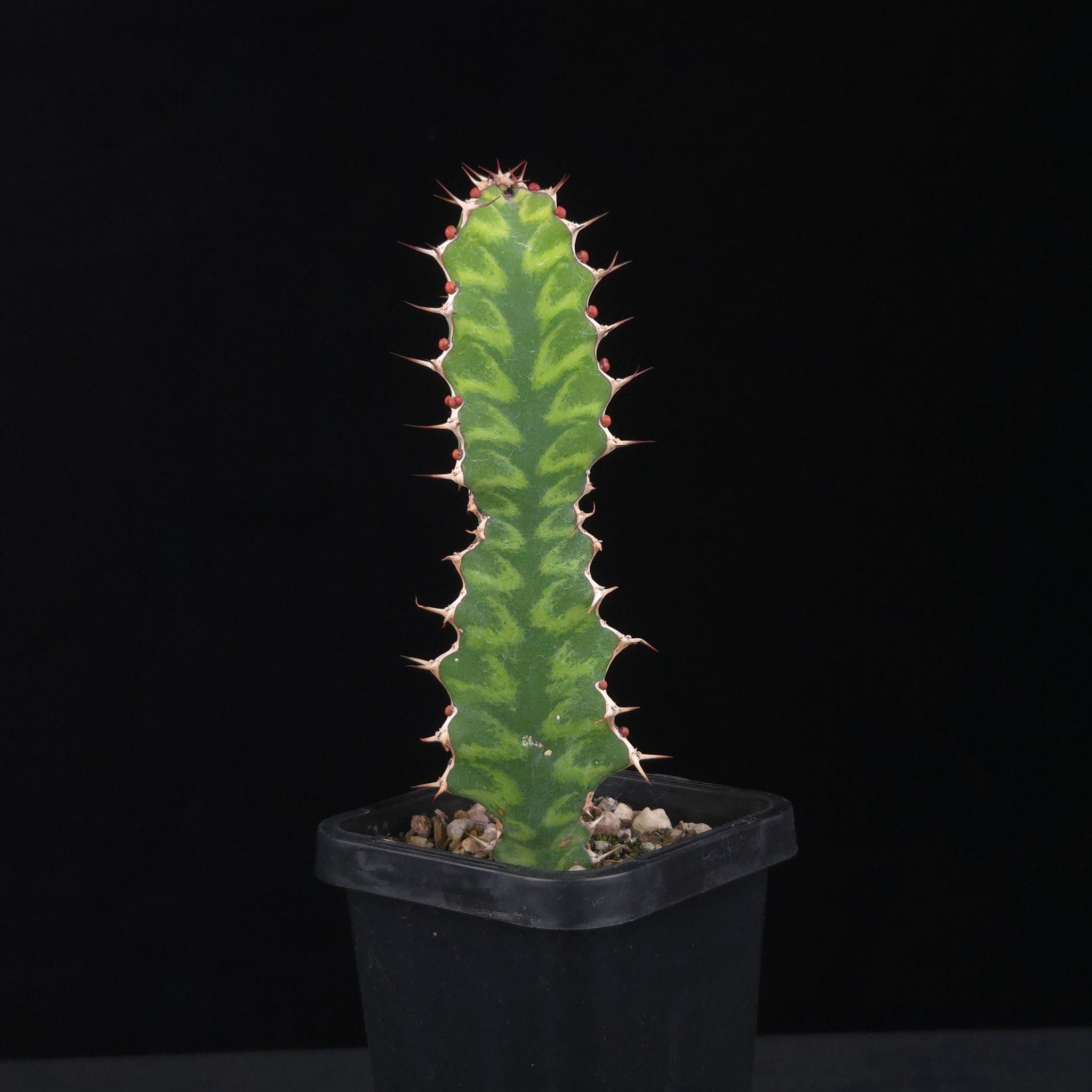 Euphorbia pseudocactus (WA Prohibited)