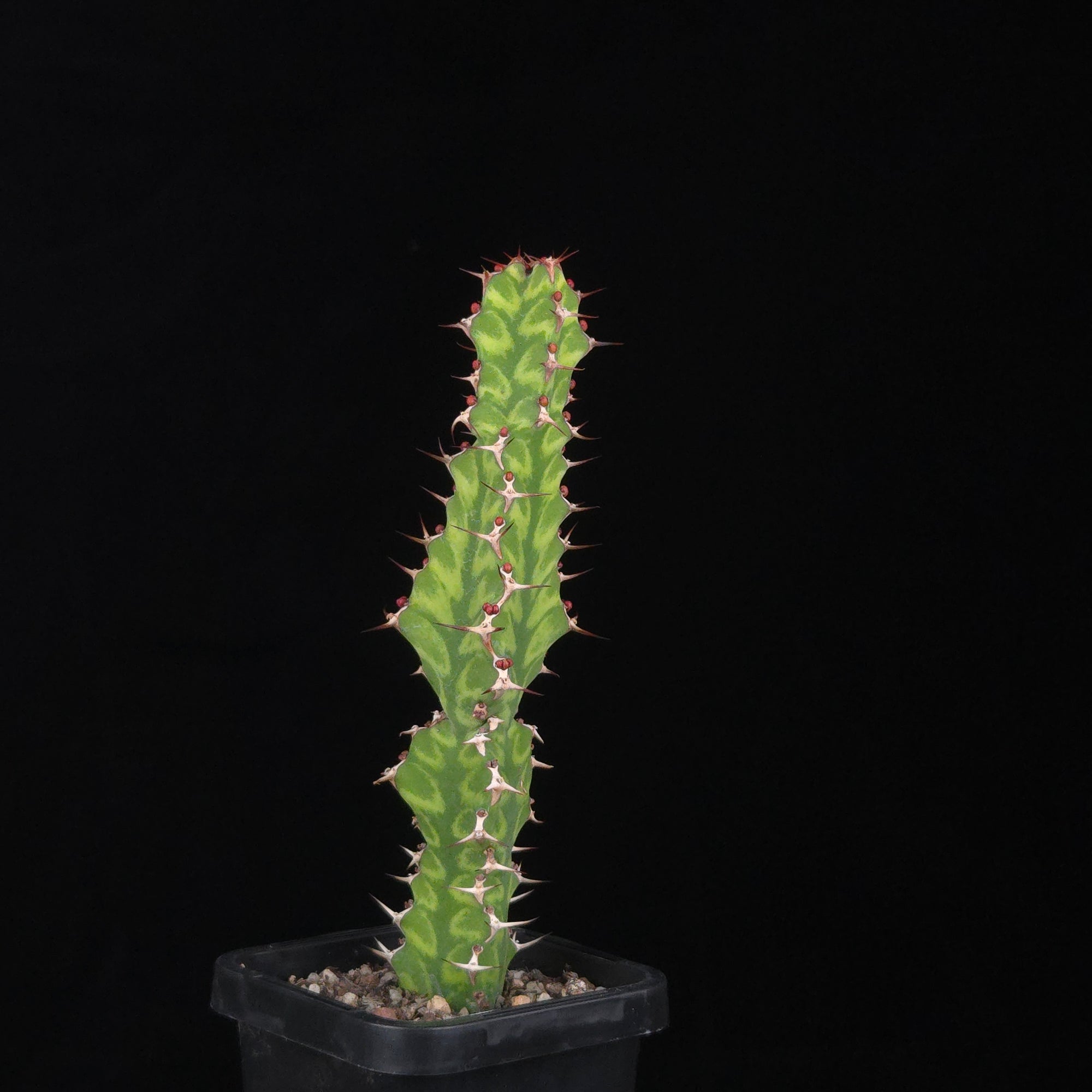 Euphorbia pseudocactus (WA Prohibited)