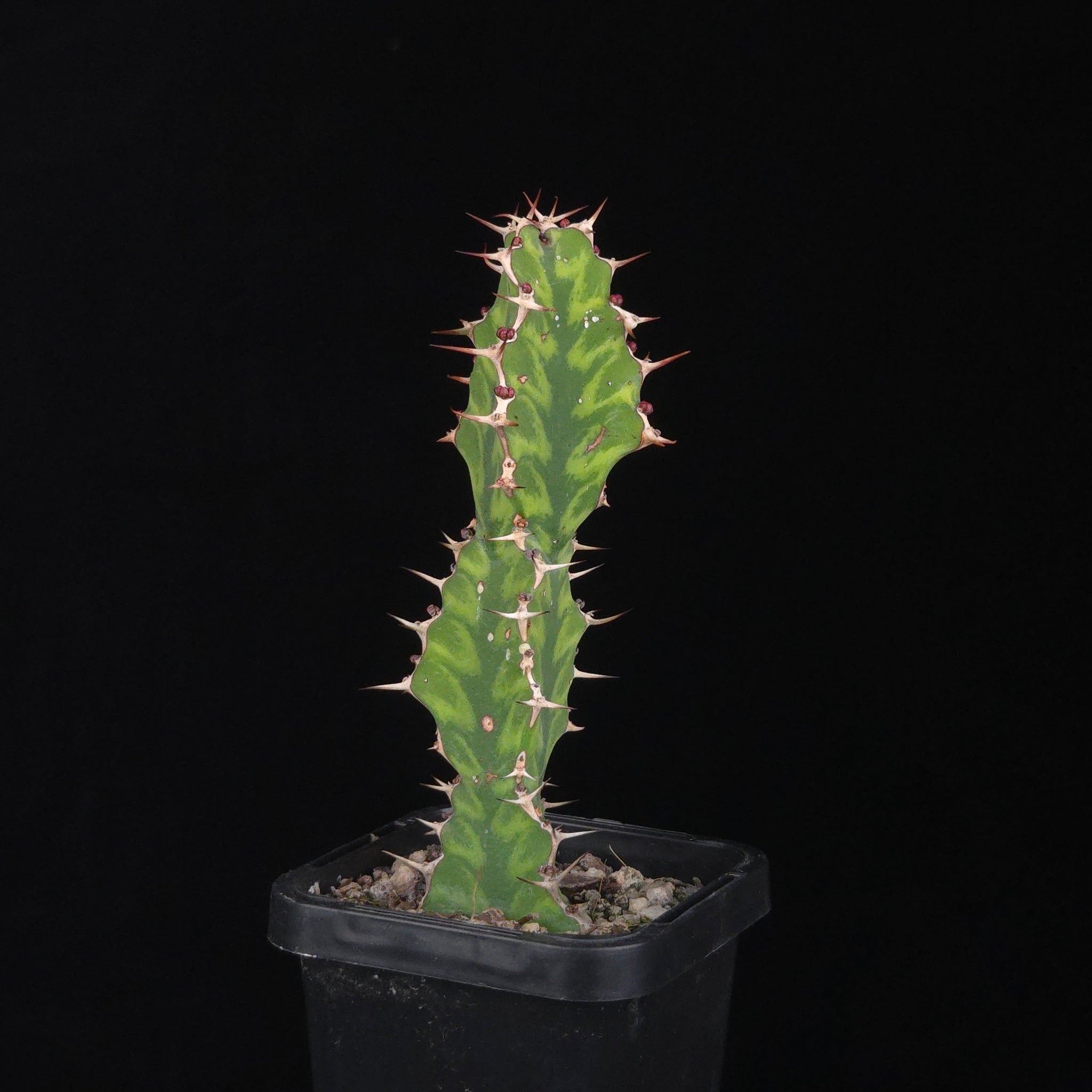 Euphorbia pseudocactus (WA Prohibited)