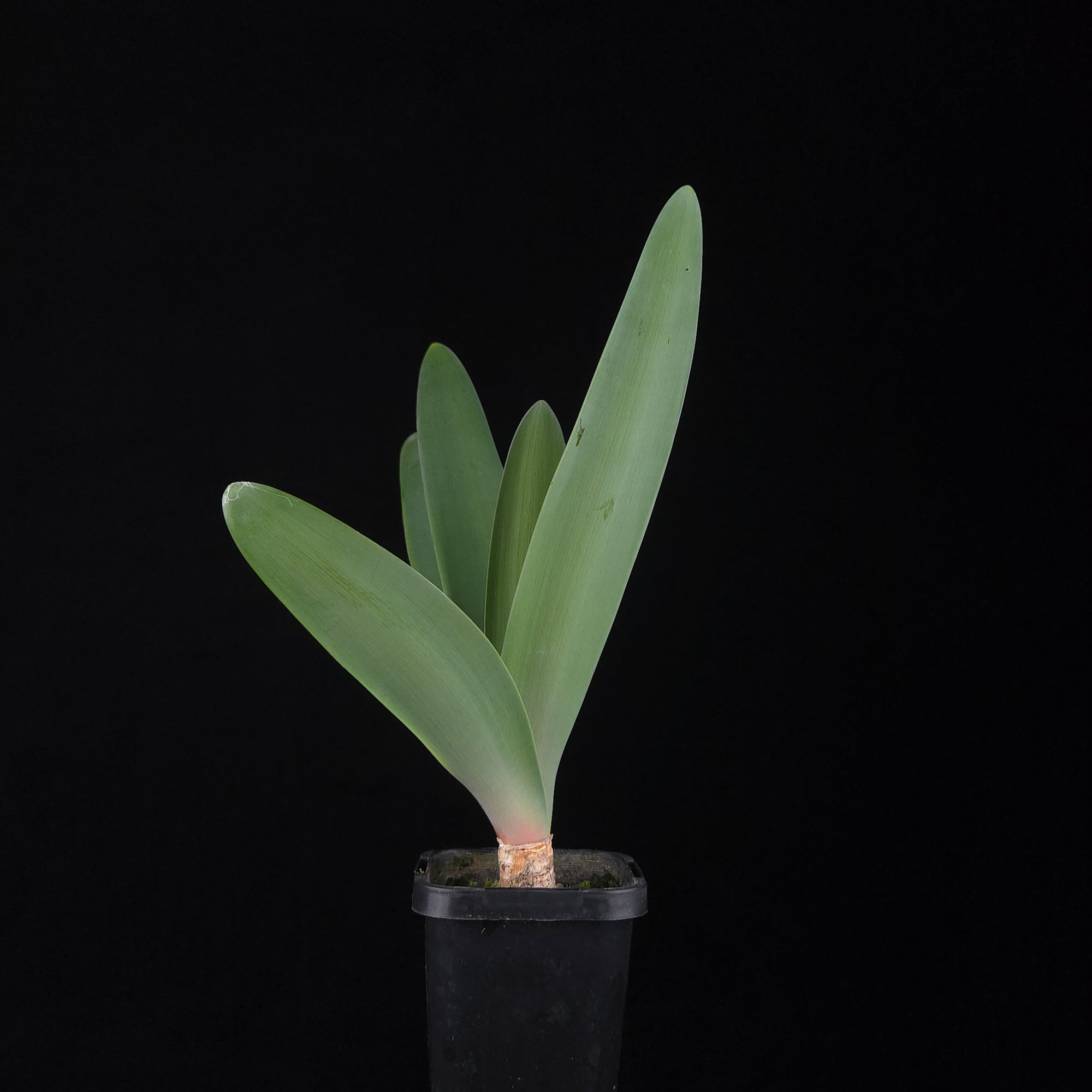 Brunsvigia josephinae