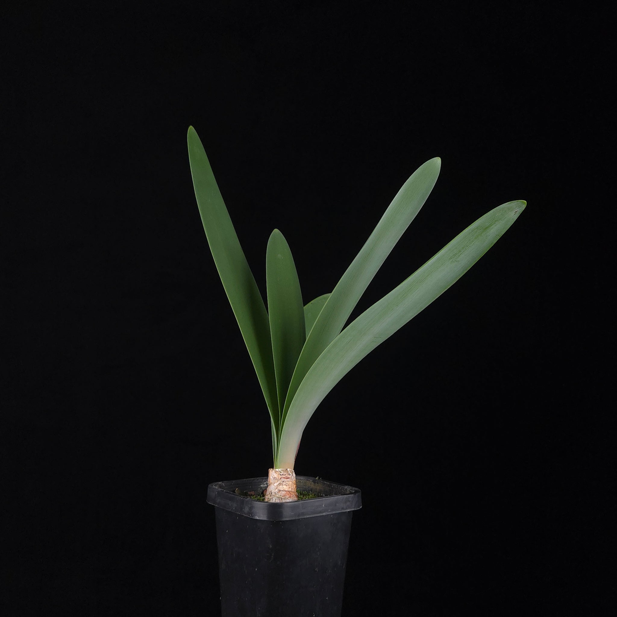 Brunsvigia josephinae