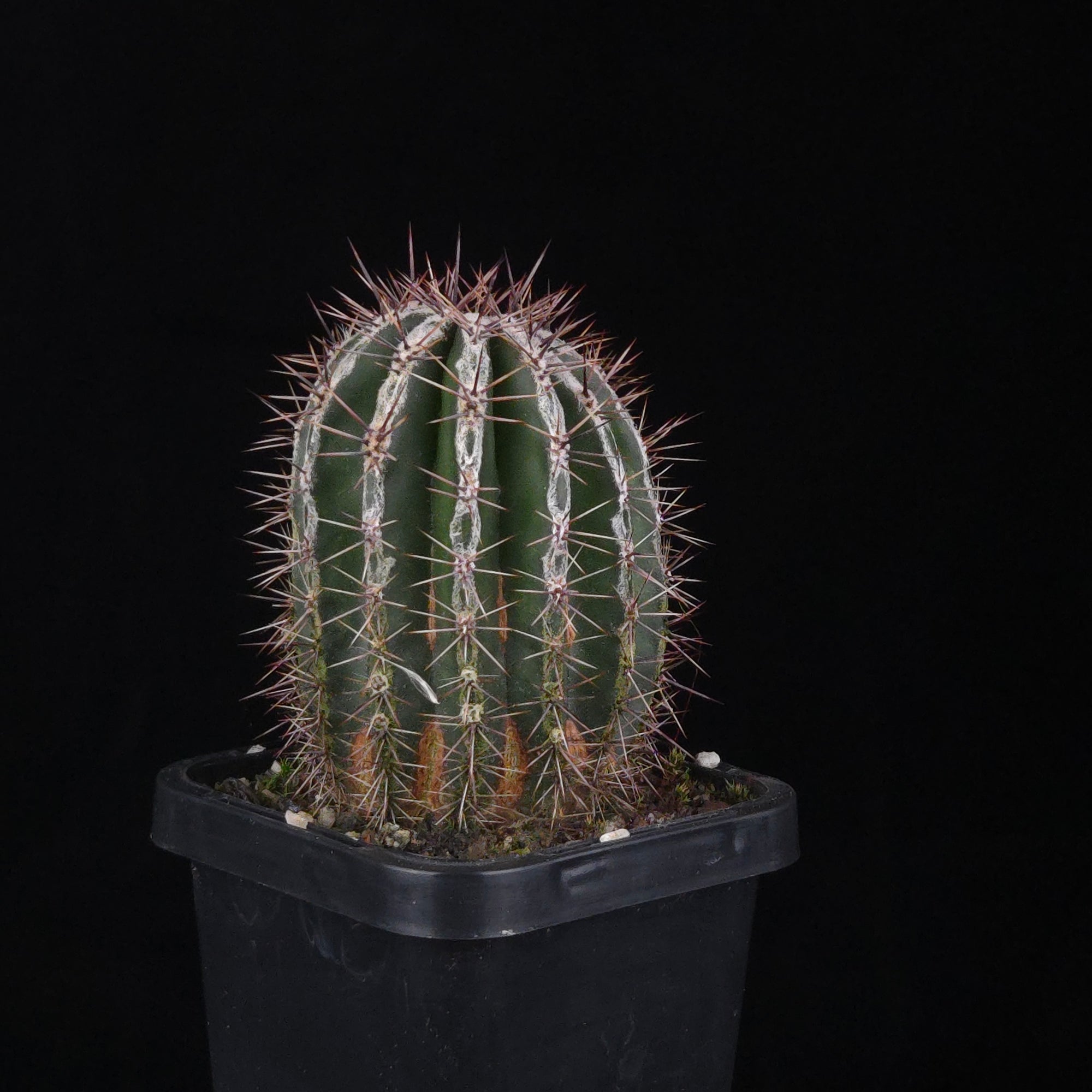 Echinopsis 'Haku-jo'