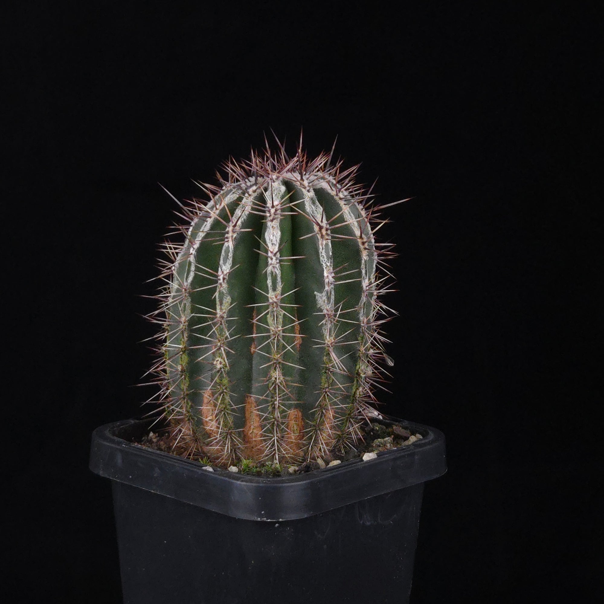 Echinopsis 'Haku-jo'