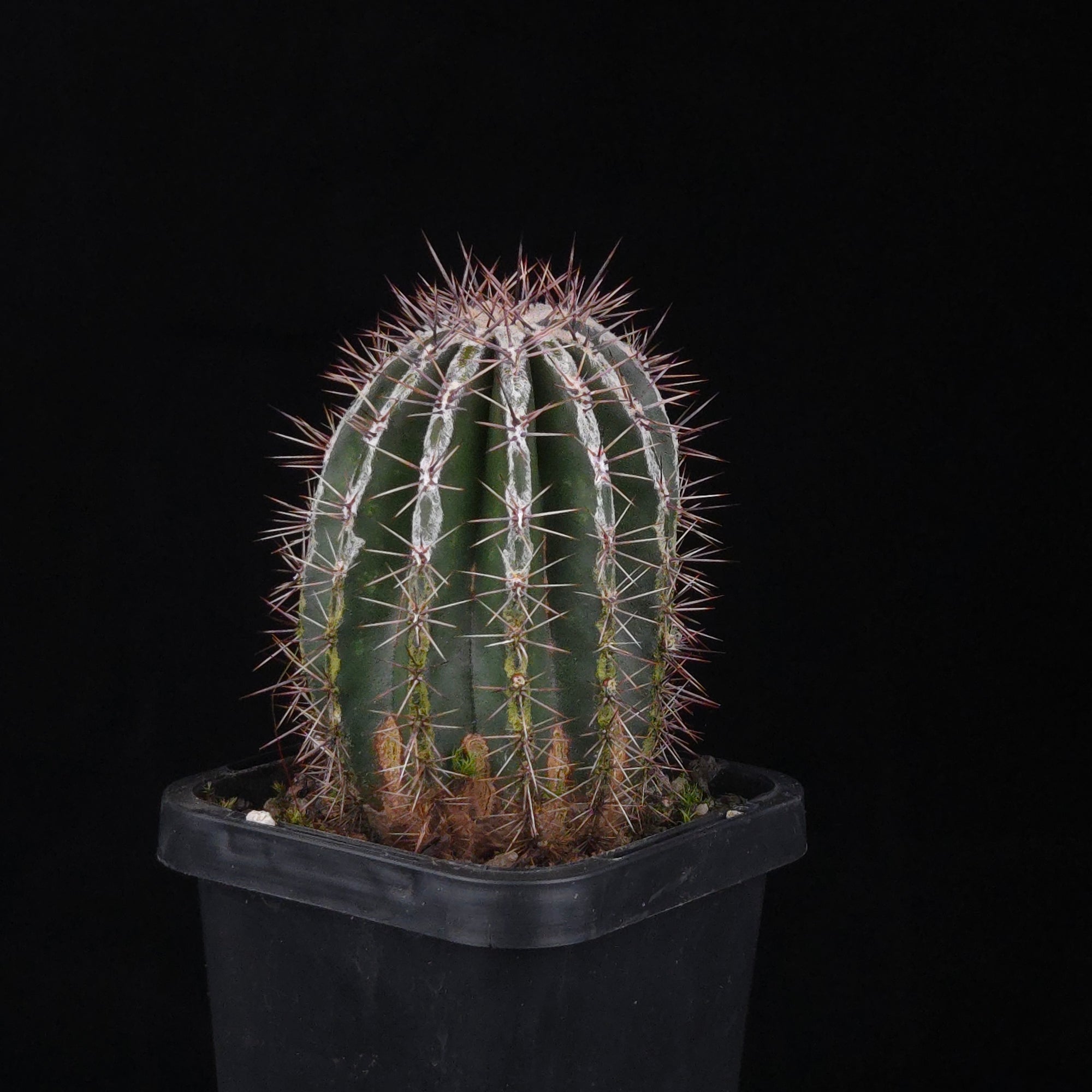 Echinopsis 'Haku-jo'