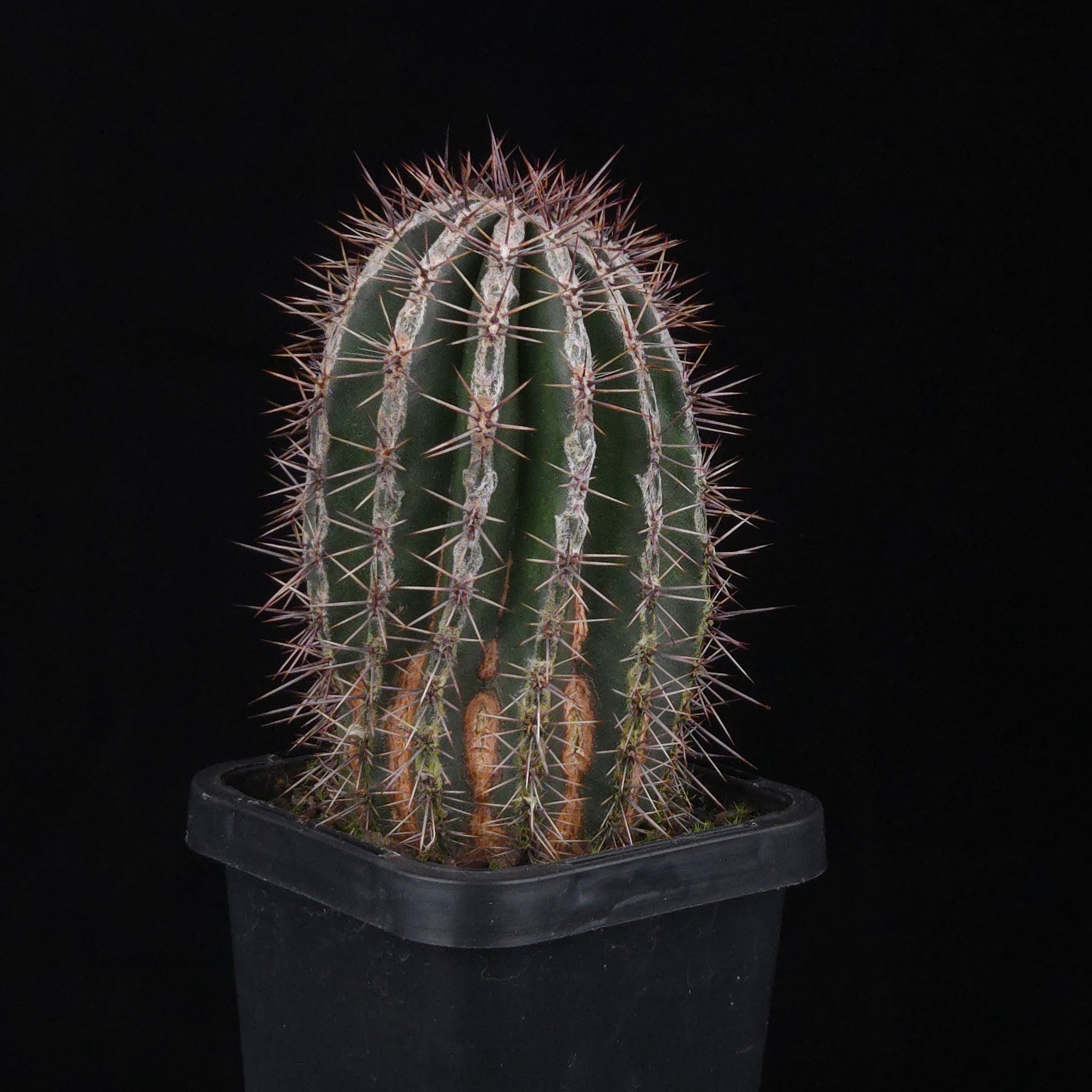 Echinopsis 'Haku-jo'