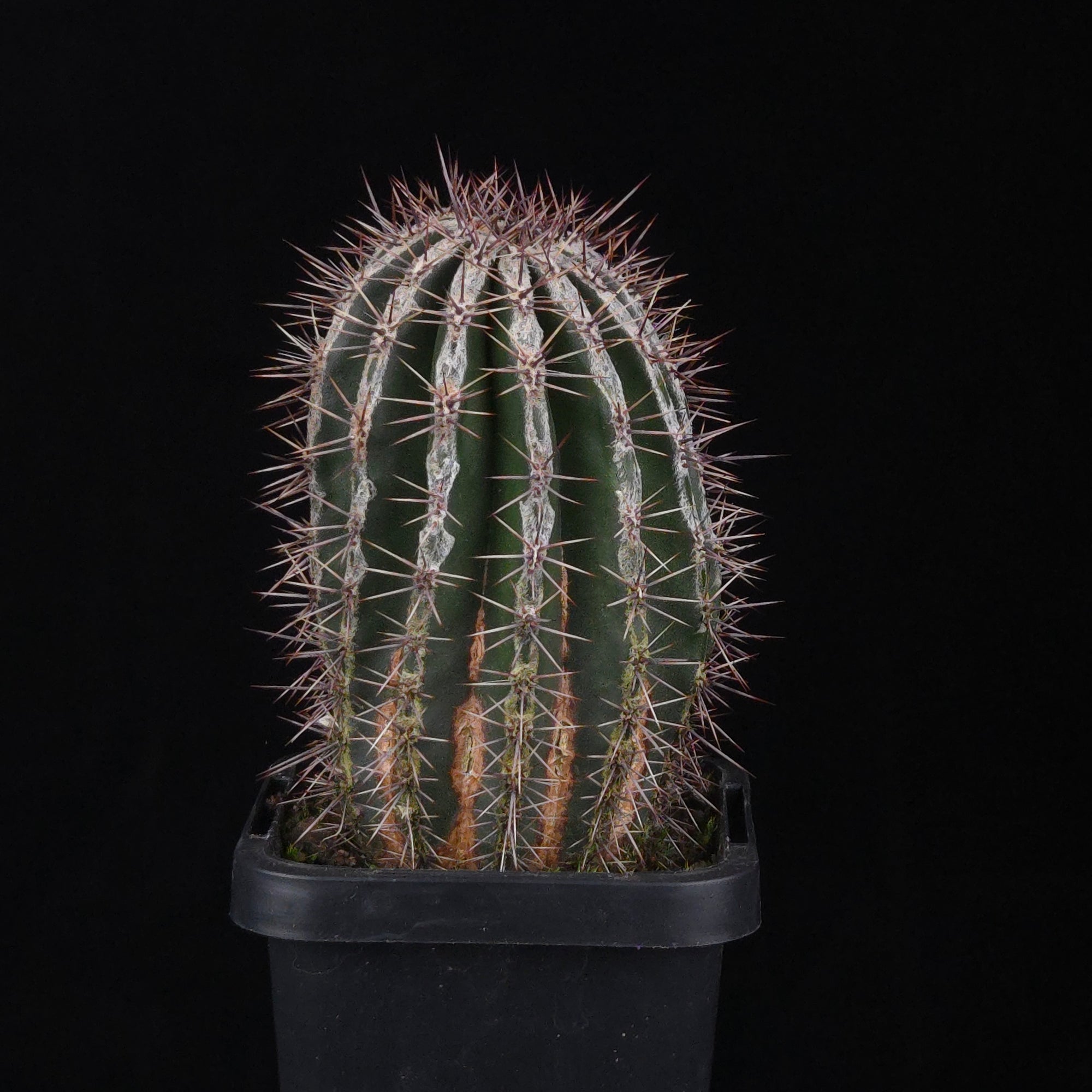 Echinopsis 'Haku-jo'