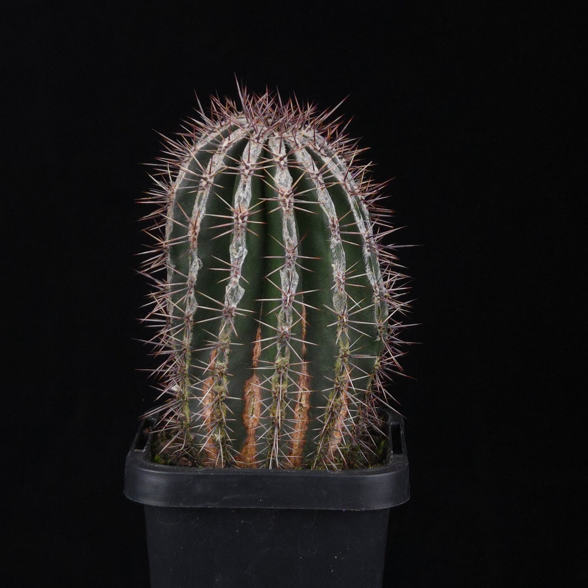 Echinopsis 'Haku-jo'