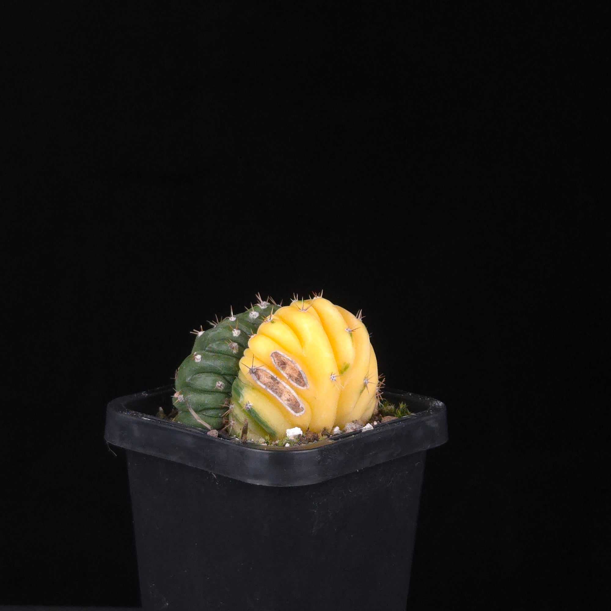 Trichocereus (Echinopsis) pachanoi cristata variegata