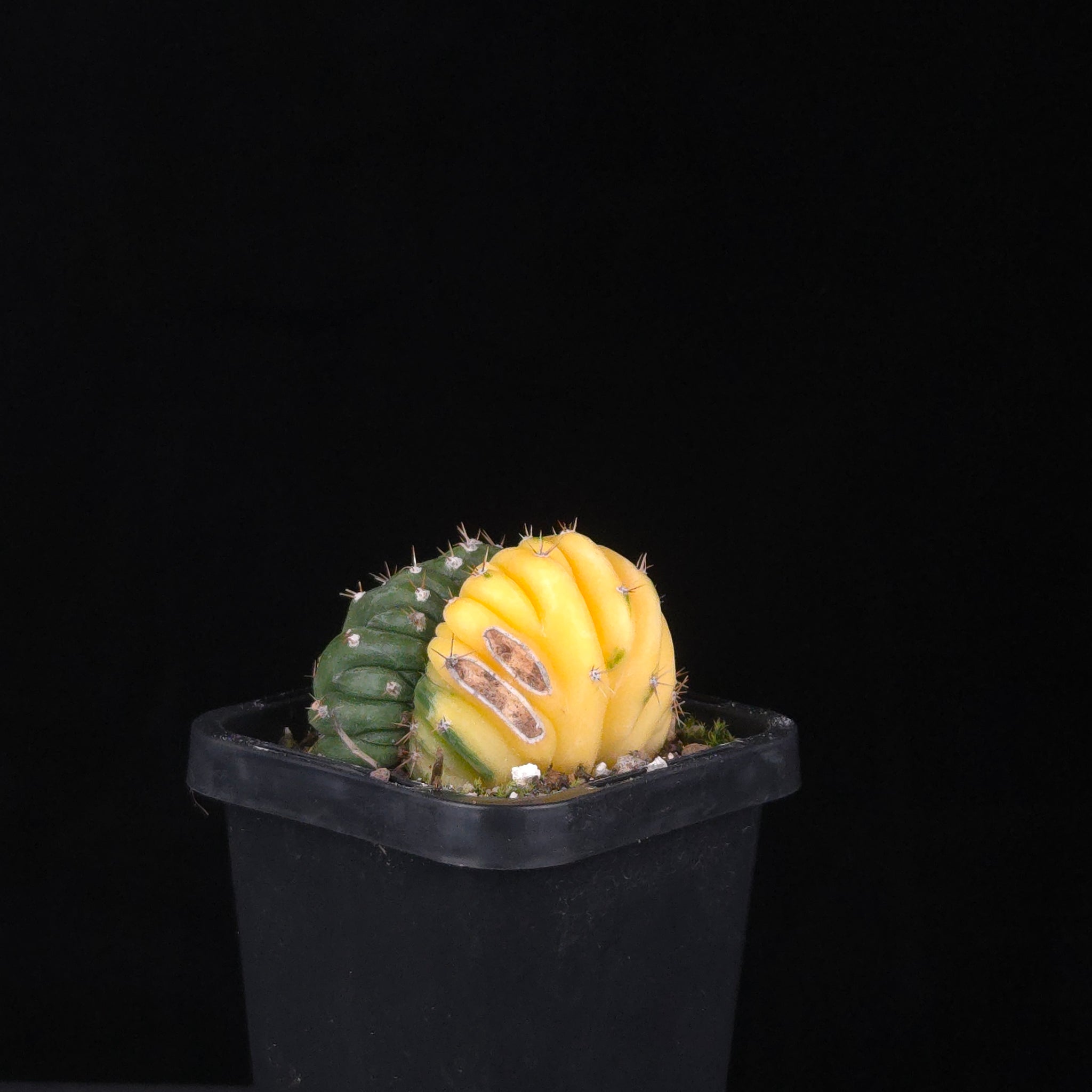 Trichocereus (Echinopsis) pachanoi cristata variegata