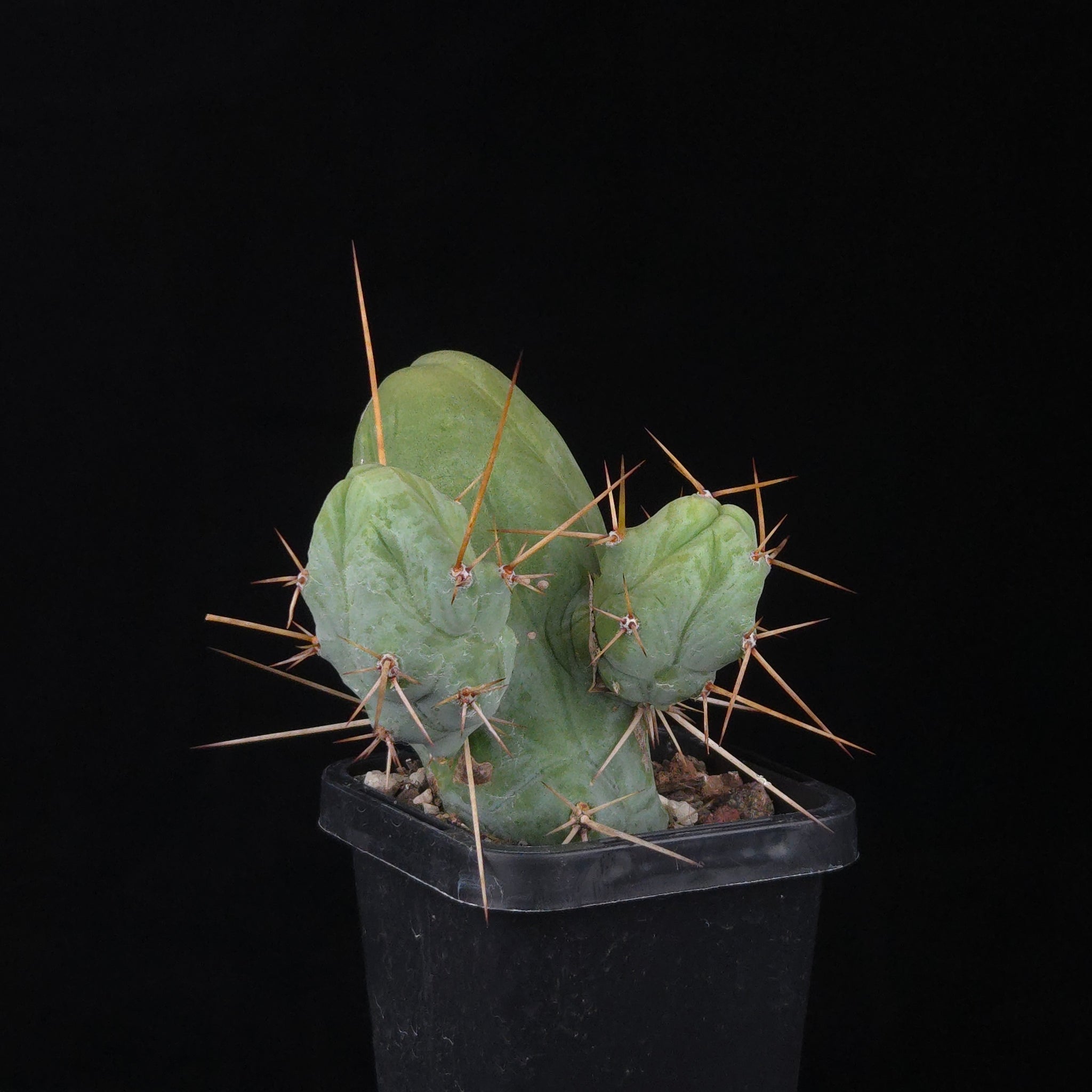 Trichocereus bridgesii f. monstrosa (Penis Cactus)