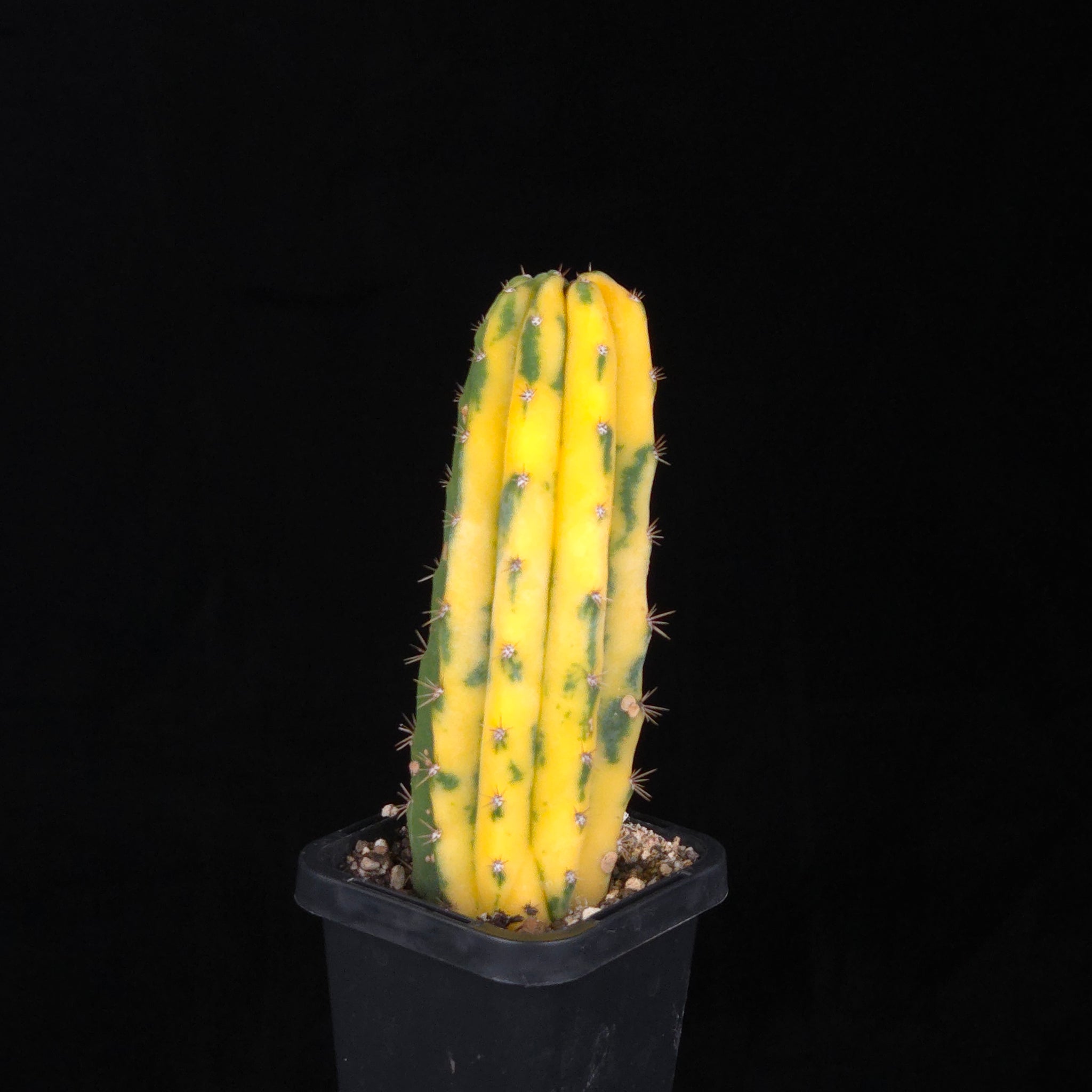 Echinopsis peruvianus f. variegata (syn. Echinopsis macrogona)