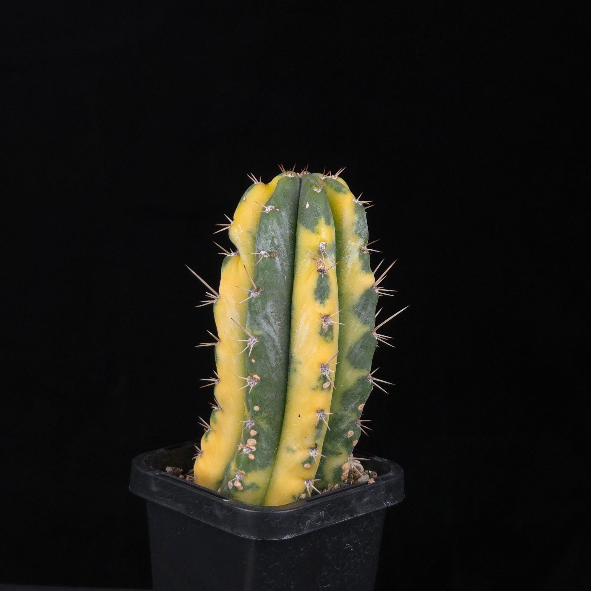 Echinopsis peruvianus f. variegata (syn. Echinopsis macrogona)