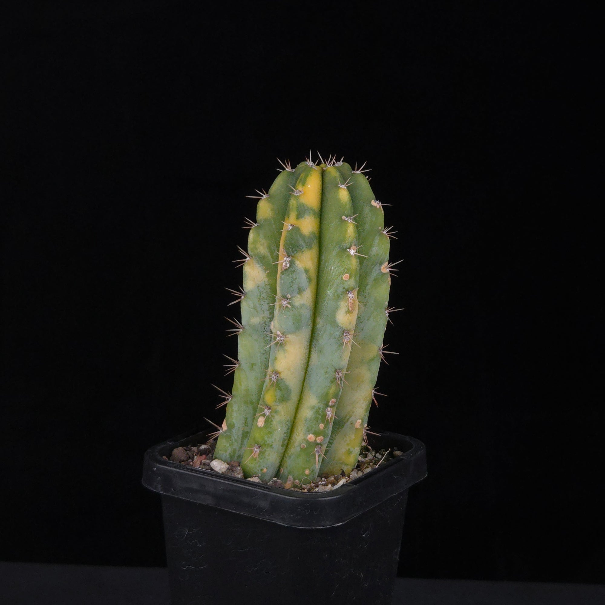 Echinopsis peruvianus f. variegata (syn. Echinopsis macrogona)