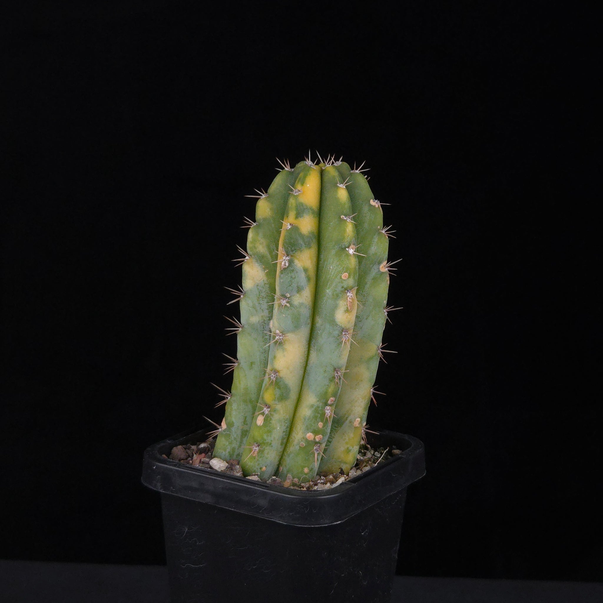 Echinopsis peruvianus f. variegata (syn. Echinopsis macrogona)