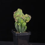Cereus forbesii cristata (WA Prohibited)